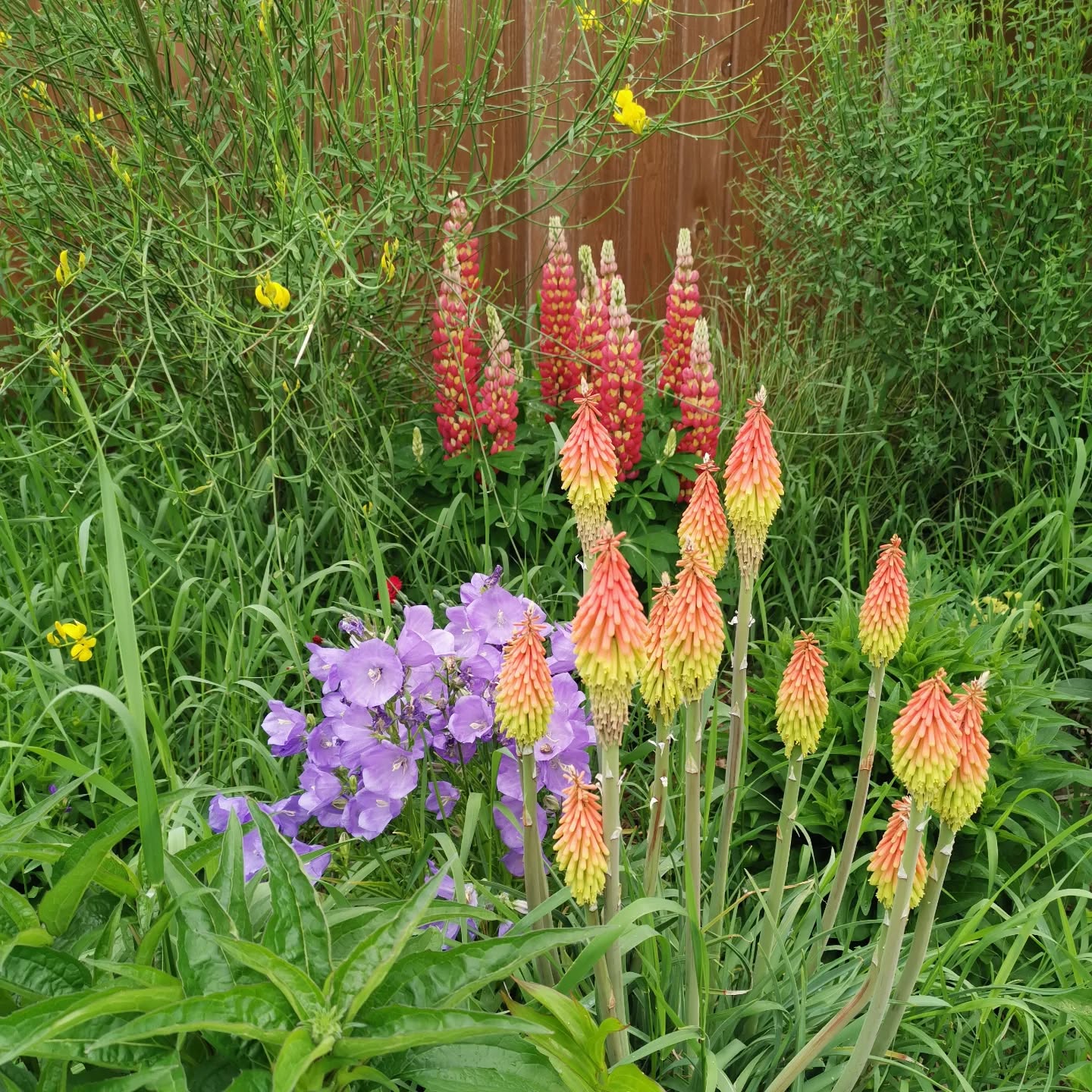 2 years ago I dug up my back garden and put in drought tolerant perennial flowers.
Orange/yellow Kniphofia Red hot poker, purple campanula church bells, and red tequila flame lupine in behind.
