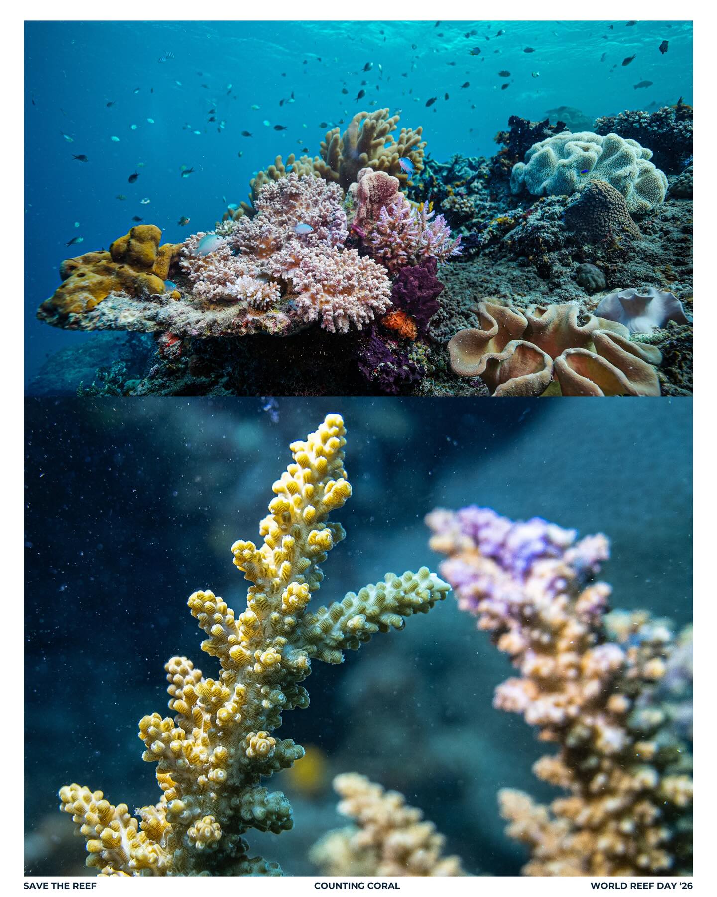 Happy World Reef Day 🍻🌏
Coral reefs are genuinely one of the wildest, most beautiful, most underrated things on this planet. Animals that build cities?? Whole ecosystems balanced on something half the world has never seen. To everyone who cares, even quietly, thank you. A toast to our reefs!
📷by Jolyon Collier🪸🪸🪸
