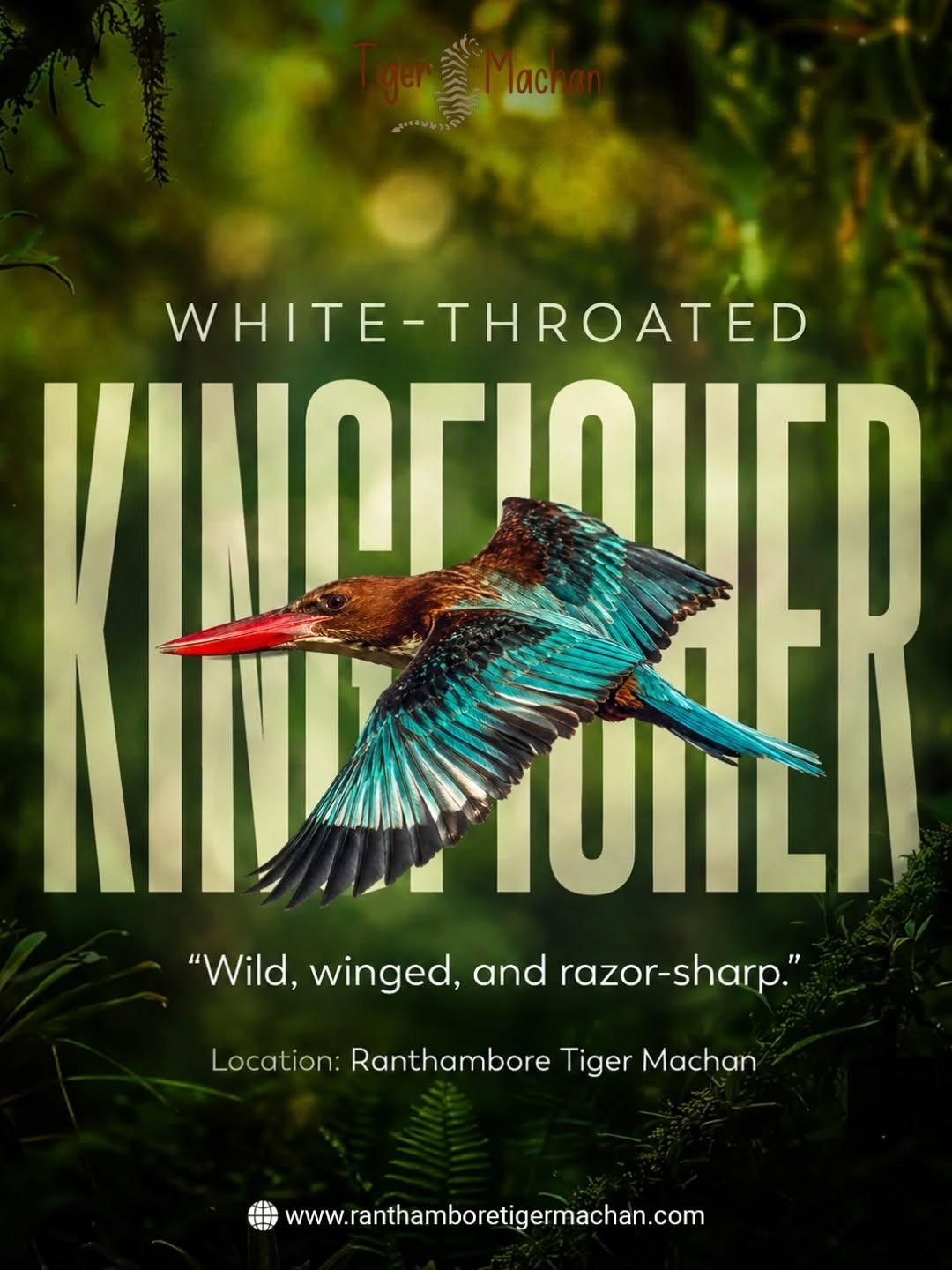 Not every jewel in Ranthambore wears stripes. 💙
Meet the White-throated Kingfisher—a striking bird known for its brilliant blue wings, chestnut-brown body, and bright red beak. Despite its name, it's often found far from water and feeds on insects, reptiles, and small prey.
A paradise for birdwatchers, Ranthambore offers incredible sightings beyond its famous tigers.
📸 Which bird would you love to spot in Ranthambore?
#whitethroatedkingfisher #birdingranthambore #wildliferesort #ranthamboretigermachan #ranthambore
NatureEscape WildlifePhotography RajasthanWildlife BirdPhotography ExploreRanthambore NatureTravel IndianBirds BirdWatchingIndia