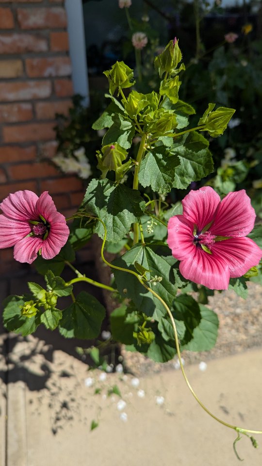If you were at the store on Wednesday last week, you would have caught me planting flowers with my mum! Just in time for all this rain! 😅
This is always a fun little side project at the store each summer, planting our delightful little flower beds and watching them grow!
#yeg #yegsmallbusiness #businessownerlife #flowers