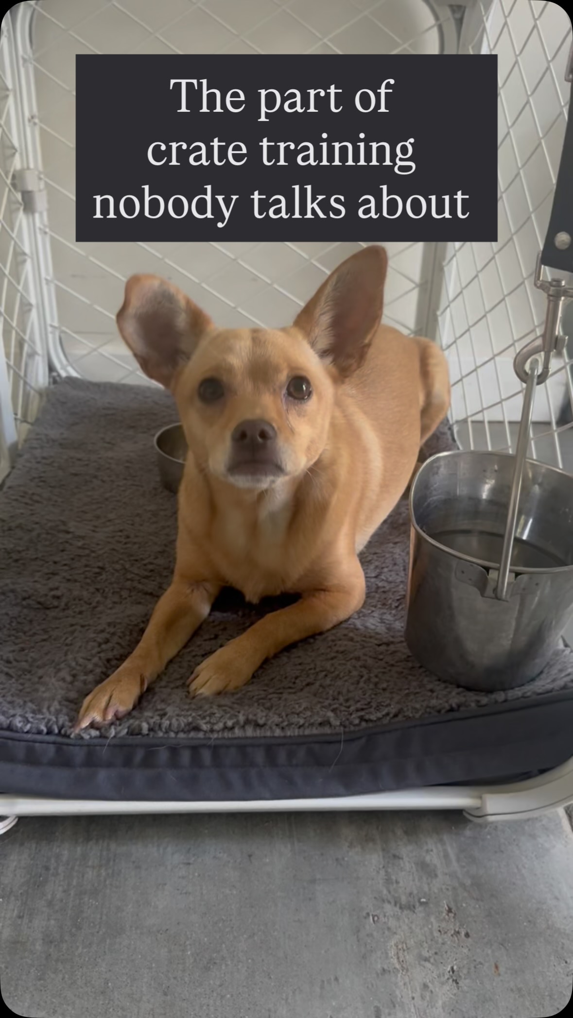 The part of crate training nobody teaches.
Everyone focuses on getting the dog in. The exit is an afterthought until your dog decides she’s not leaving.
This is Goldie, our resident chihuahua in training. She has a beautifully conditioned crate entry. Goes in without hesitation, settles immediately, no drama. And then the door opens and she stays exactly where she is.
That is not a problem. That is information.
A dog who refuses to leave her crate is a dog who has decided the outside world is less predictable than the inside one. The crate is hers. She controls it. The moment she steps out, that changes. So she waits.
Where most people go wrong is responding with pressure. Calling her out. Repeating the cue. Reaching in. Every one of those responses confirms what she already suspected, that the exit is where things get uncomfortable. So next time, she digs in harder.
What actually works is shifting her internal state before you ask her body to move. Arousal. Anticipation. Desire. With Goldie, that means the ball goes first. It lands outside the door. She is not deciding to leave the crate she is deciding to chase. By the time the crate crosses her mind, she is already gone.
And then she goes back in on her own. Because nothing about this interaction threatened the safety of that space.
That is the real goal. Not a dog who tolerates leaving. A dog who moves between spaces without conflict.
Save this one. The concept applies to a lot more than crates.
Les Pawtounes Dog Training
Behavioral consulting for dogs who need more than basic obedience.
Link in bio to start with a Strategy Call. Goldie loves her @diggspet dog crate. Dm for crate recommendations specific to your dogs,we tried pretty much all brands.
#cratetraining #dogbehavior #dogtrainer
