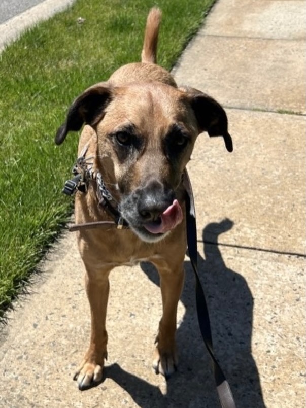 Happy #tongueouttuesday from Kodi, the koolest pup in town! ๐๐พ