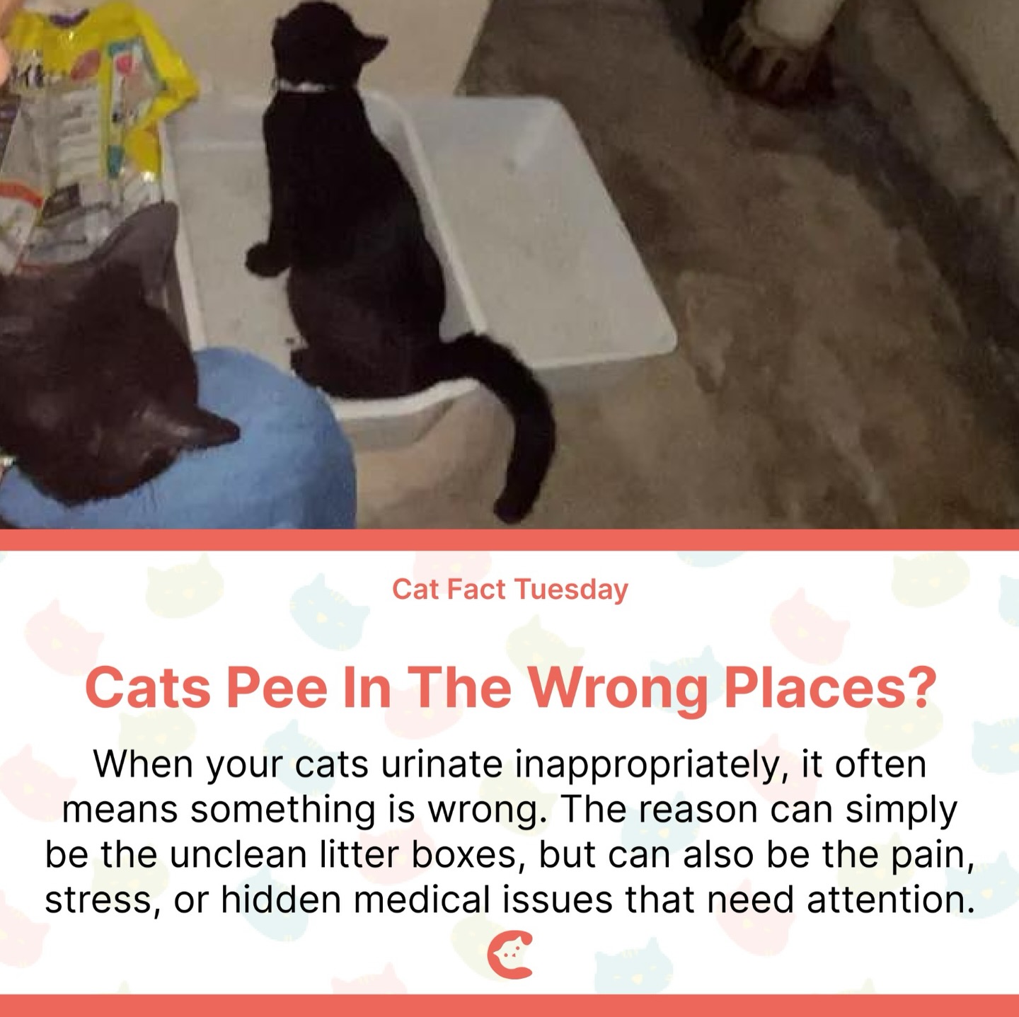 It's not necessarily because they're naughty or bad-behavedš This can be a sign that we need to pay more attention to our cats!
#cats_of_instagram #fact #catlovers