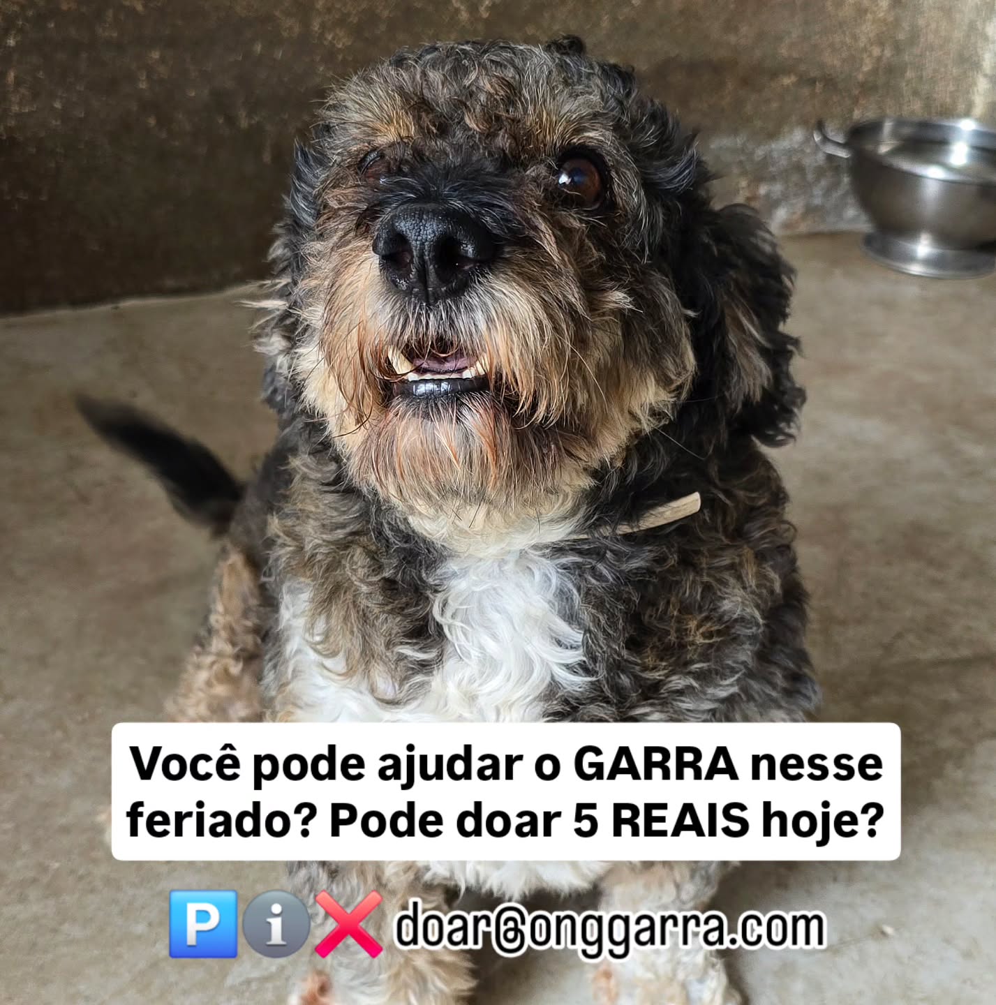 Oi tios,
Podem ajudar o GARRA hoje com CINCO REAIS? ❤️
Se não fizer falta no seu feriado, aqui pros mim e pros meus amigos Garrinhos vai ajudar MUITO!
O 🅿️ℹ️❌️ é: 21 98024-1232 ou doar@onggarra.com
Lambeijos do Gauchinho!
#gauchinhogarrinho #onggarra #ajudeogarra
