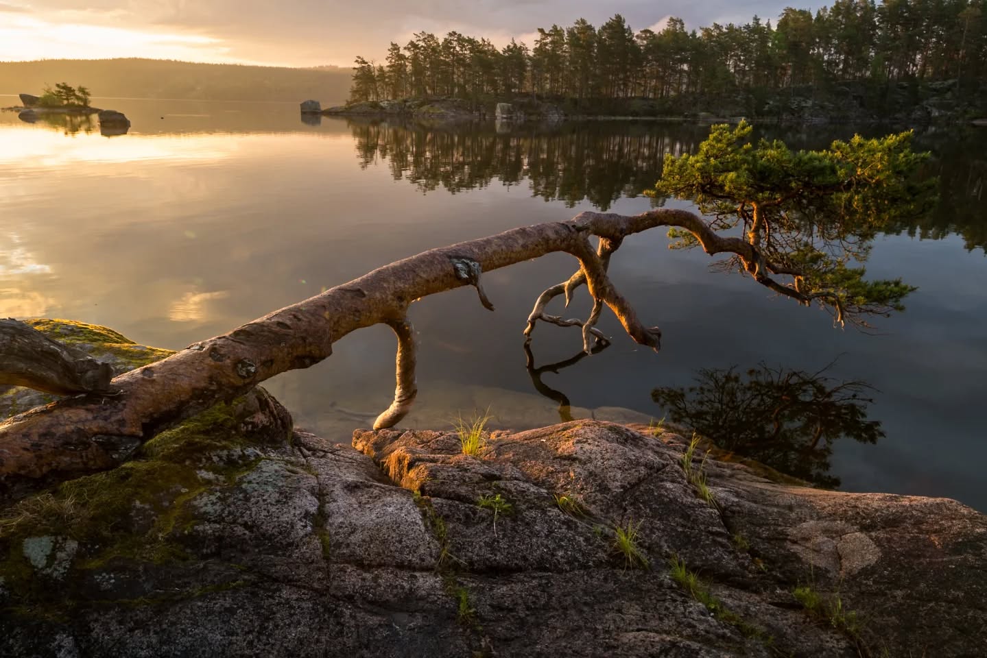 Morgon över sjön Sommen i Östergötland.
#innature
#innaturephotos
#morningbythelake
#goldenmorning