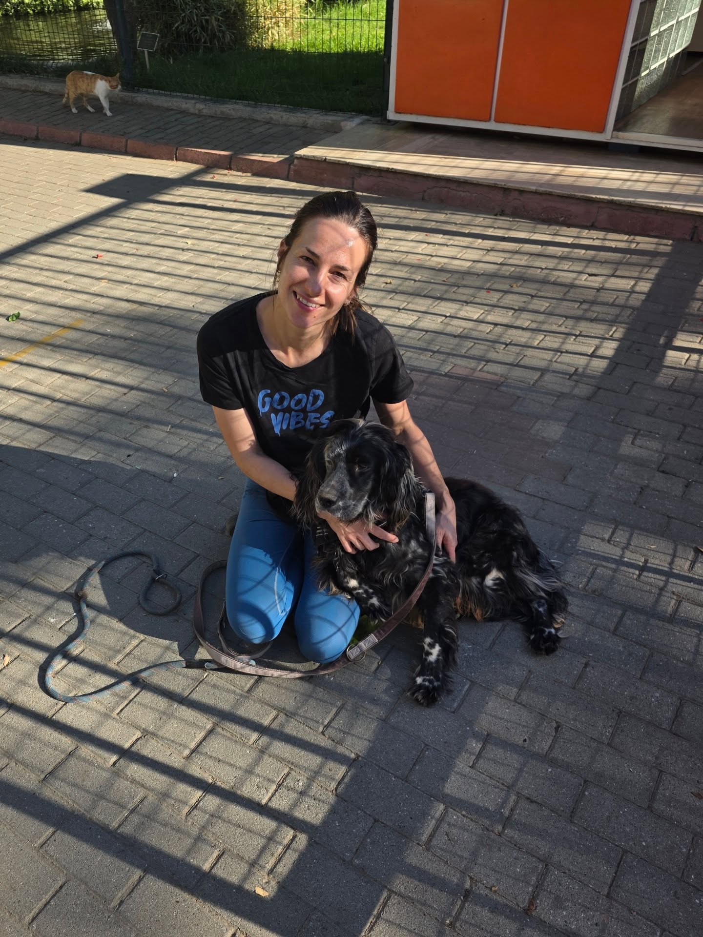 A new life for Patch✨️
This morning Patch arrived in the UK, ready to start his new life with his new family!
Patch came to us from a government shelter in the North East of Turkey last Summer. This area is a convervative part of the country, where there are hardly any rescuers and dogs have little hope of a better future. Patch is an abandoned hunting dog, who was heartlessly left in the government shelter by his owner when he was no longer needed. As a gentle dog in a harsh, overcrowded environment, Patch really struggled. He came to us in an absolutely terrible state. His tangled, matted fur hid the fact that he was absolutely skeletal. He was one of the most malnourished dogs we have ever seen...
Thankfully, Patch was otherwise healthy and with his energetic, happy character, and his big appetite, he soon bounced back and became a gorgeous, healthy boy!
Now he can finally experience what life is like in a forever home, where he will never have to go hungry again.
A huge thank you to @settusfree_uk for finding him his forever home ❤️
All the best sweet Patch, be happy!