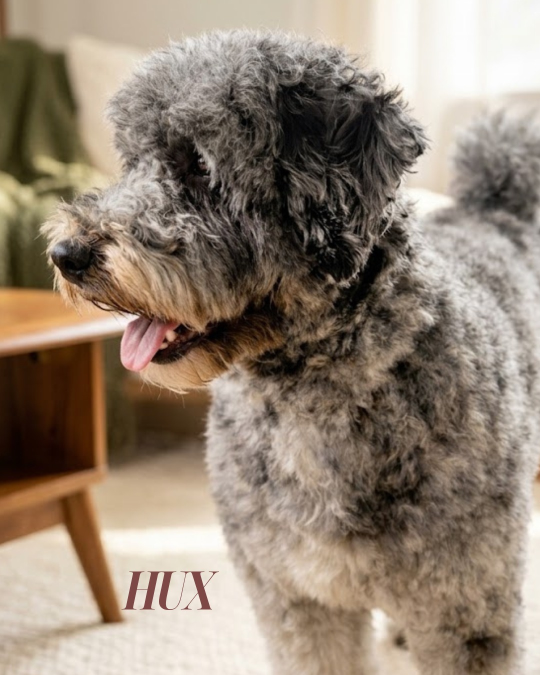The heart and soul of our program. 🌿✨
Meet the beautiful mom/dad behind some of your favorite litters! Beyond being stunning, they have the sweetest temperament, the most loving heart, and are a true part of the family. We are so grateful for the joy they bring to our lives every day. 🤍🐾
A huge piece of what makes our program so special is our incredible guardian home families. We are endlessly thankful for the endless love, care, and wonderful home they provide for this sweet soul! 🏡💛
Drop a 🤎 if you see a little bit of their resemblance in your own bernedoodle! 👇
#bernedoodle #guardianhome #dogsoftheprogram #bernedoodlesofinstagram #aestheticdogs