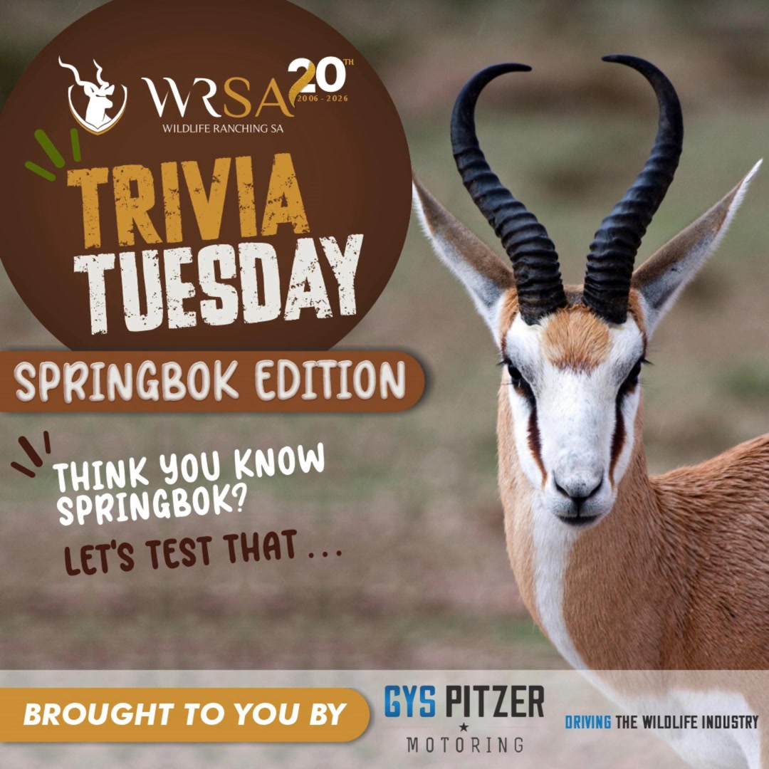 How much do you really know about springbok?
From their unique adaptations and behaviour to their habitat, diet and conservation, test your knowledge in our springbok quiz and discover why this iconic antelope is one of Africa’s most remarkable wildlife species.
Thank you @gyspitzermotoringofficial for once again sponsoring the Tuesday Trivia.
#WRSA20Years #IYRP2026 #gyspitzermotoring