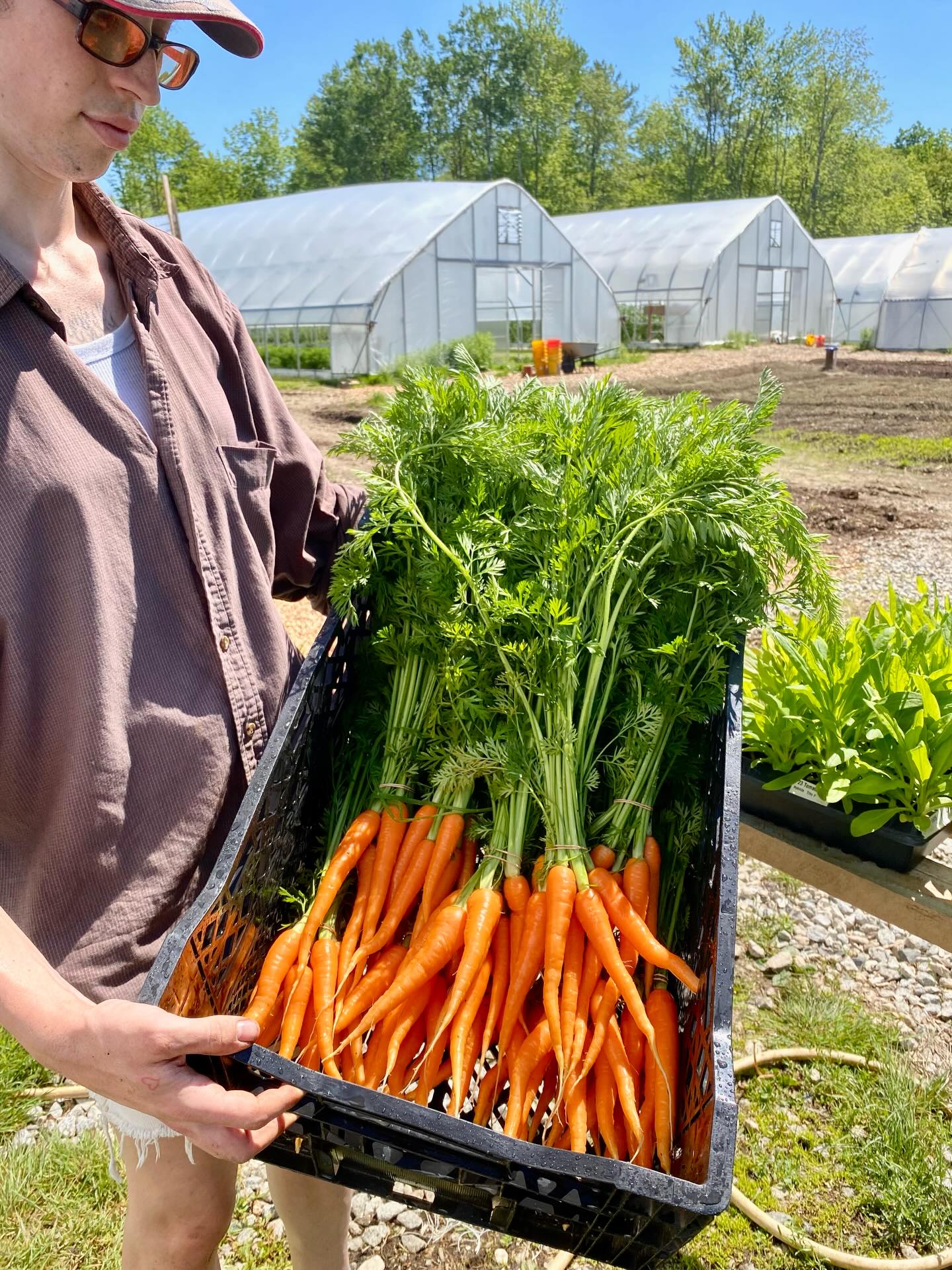 Spring round up as we head into summer! We’re so behind on sharing about the farm because we’ve grown a lot in the past year, and finishing our infrastructure while operating at close to our full scale is taking every waking minute. So much to do as the farm comes to life!
1. Carrots are finally here (woohoo!) displayed by Joni, who is with us for two months as a WWOOF volunteer.
2. Cucumbers are coming! We lost quite a few to damping off, a cold related disease, but we’ll still have plenty for the farmers market and some wholesale.
3. Bagged greens are going fast at @bowstreetmarket! They are a terrific supporter of local small farms and we’re thrilled to be deepening our partnership with them.
4. Tomatoes are blooming and booming! That means ripe fruit aren’t far behind. We’re growing slicers, paste tomatoes, heirlooms, and a range of cherry tomatoes, about 10 varieties in all. Stay posted and stay hungry!
5. Freeport Farmers Market is open for the season! Every Friday from 10-1pm in Memorial Park, it is bustling more than ever! With 17 regular vendors, 4 day tables, music every week and family activities, we’re thrilled to be a part of this growing third space in Freeport.
6. Snap peas are getting close! We’ll be rolling in them before long - soon available by the pint at the Freeport and Bowdoinham farmers markets.
7. Still one more week of seedlings at the Freeport Farmers market this Friday, then done for the season. We think our seedling production doubled in size from last year, and we’re looking forward to growing even more in 2027.
8. Not everything is sunshine and roses! Our new in-ground irrigation, clay soil, and a wet spring has resulted in a lot of flooding and emergency drainage earthworks. We’re always having to juggle priorities, and putting in drainage pipe suddenly jumped right up to the top. Farming sure has a learning curve to it, since every space has its own specific needs.
#smallfarm #mainefarms #mainefood #localfood #springhassprung