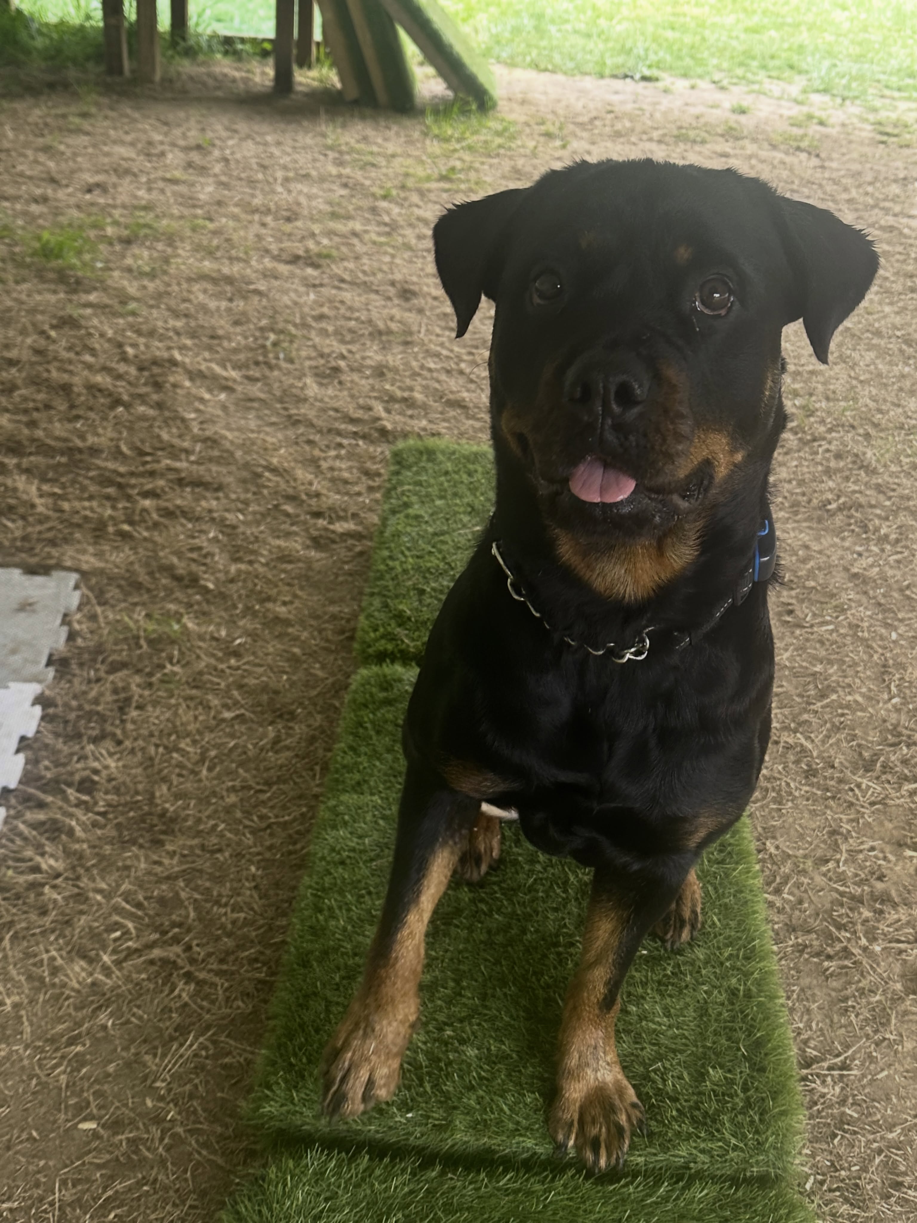 Great session with gorgeous Kelce today!
Kelce has been smashing her physio and is well on her way back to her sporty lifestyle following her TPLO surgery.
Good quality rehab isn’t a quick process and Kelce’s mum has been amazing keeping up with her home plan. Real consistent efforts have been producing great results! ⭐️
Does your dog need to get back on track following an injury or surgery? Chat to us today to book in an assessment 📞