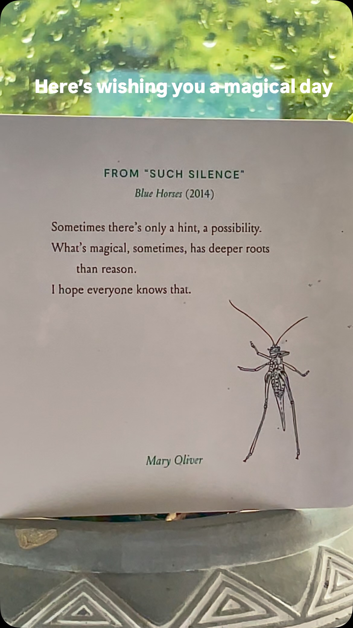 Magic is all around for those who open their eyes, ears and hearts and take time to truly notice. Here’s wishing you a magical day 🙏🏼💚#dannyenglishstories #positivity #magic