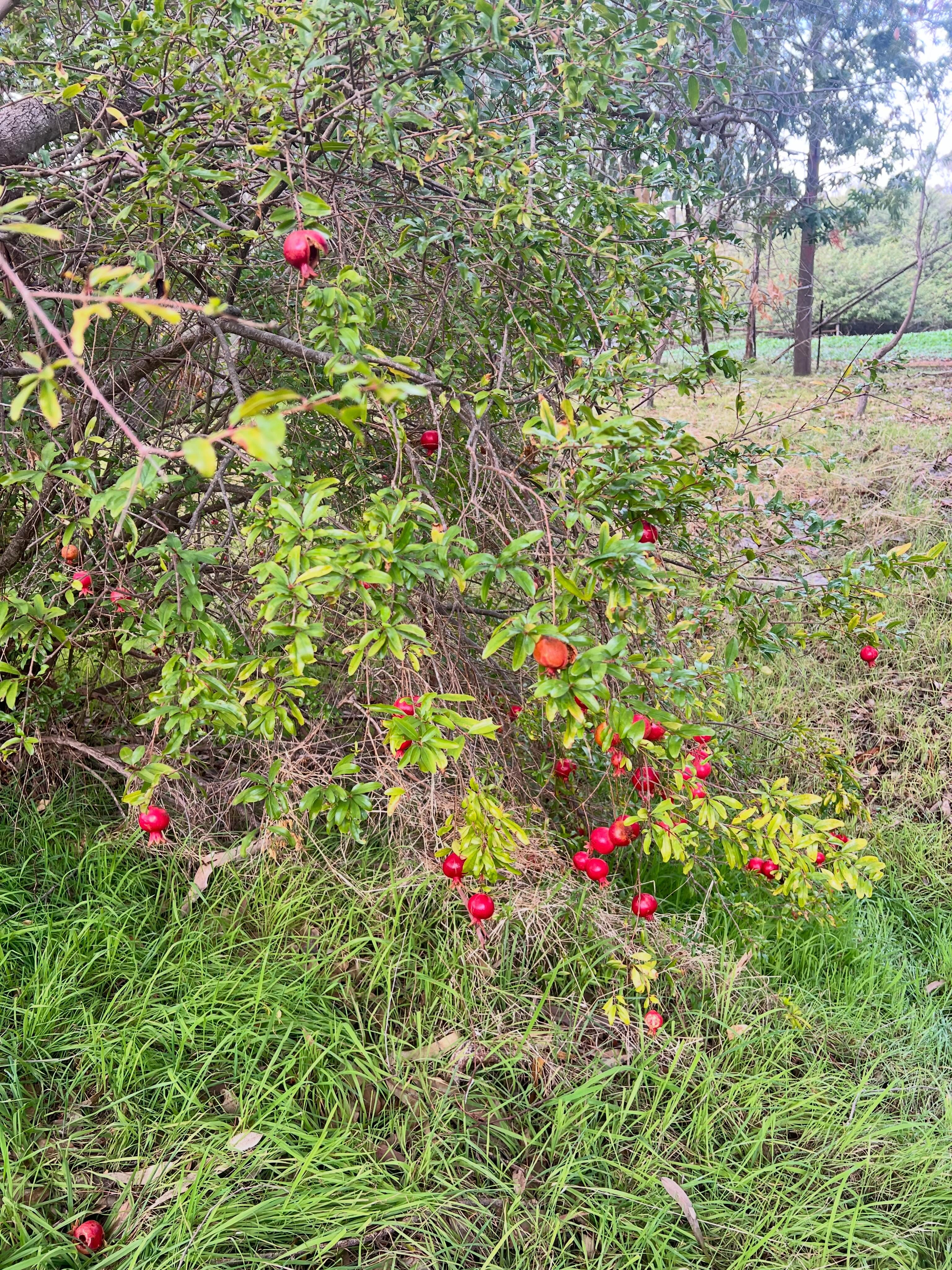 Wild pomegranate growing on the base of a beautiful hike at Churchman Brooke in Roleystone. They were small and sweet! Little pops of flavour - the vegans caviar!! I’ve been adding them to slow cooked lamb and overnight oats. Harvest and freeze!