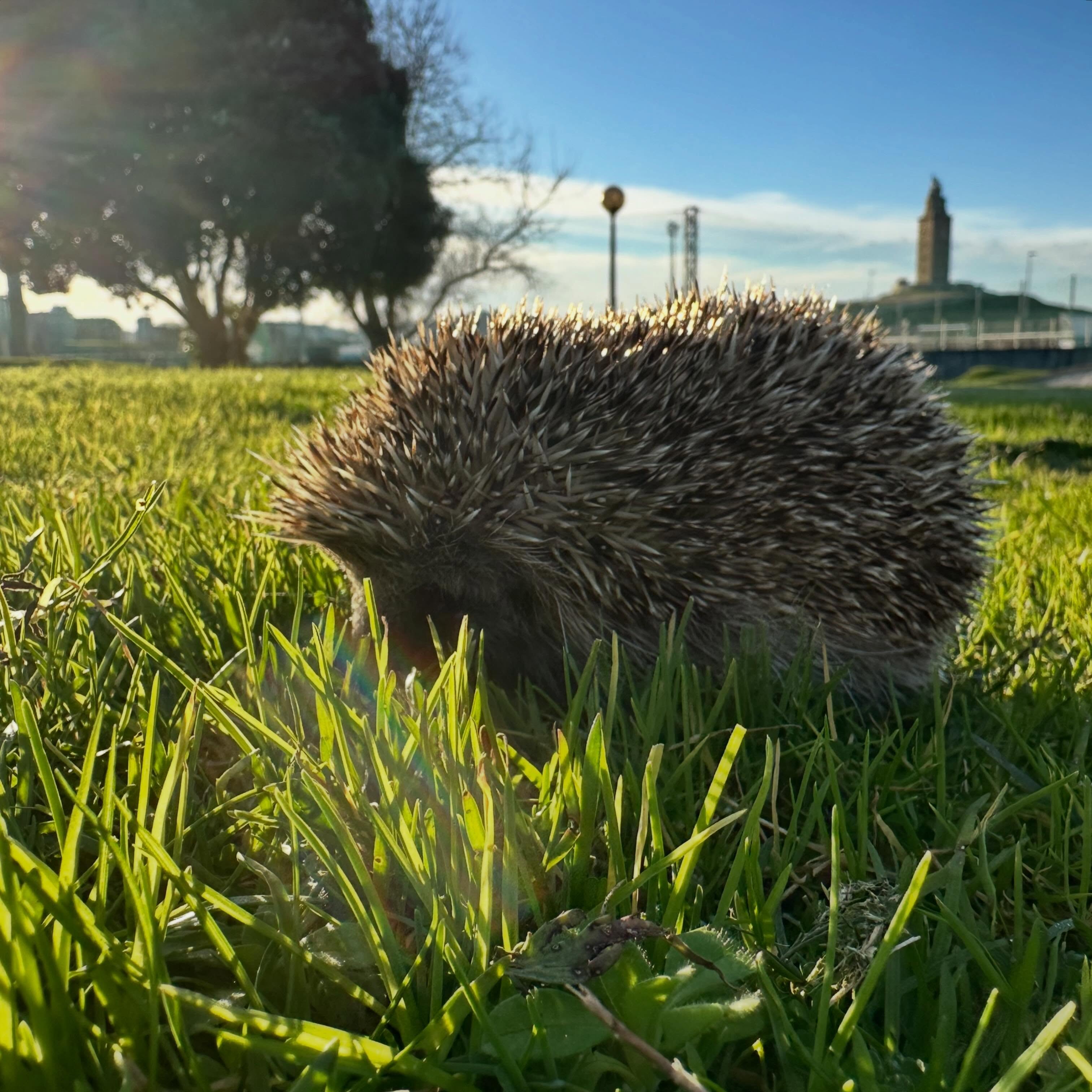Última hora:
He sido inspeccionada por el comité de seguridad del campo. 🦔
Tras varios segundos de observación intensiva, este agente pinchudo ha determinado que no suponía una amenaza para el ecosistema y me ha permitido continuar mi paseo.
Gracias por su servicio.
#Erizo #InspectorDelCampo #ControlDeCalidadNatural #PatrullaPinchuda #NaturalezaConSentidoDelHumor
