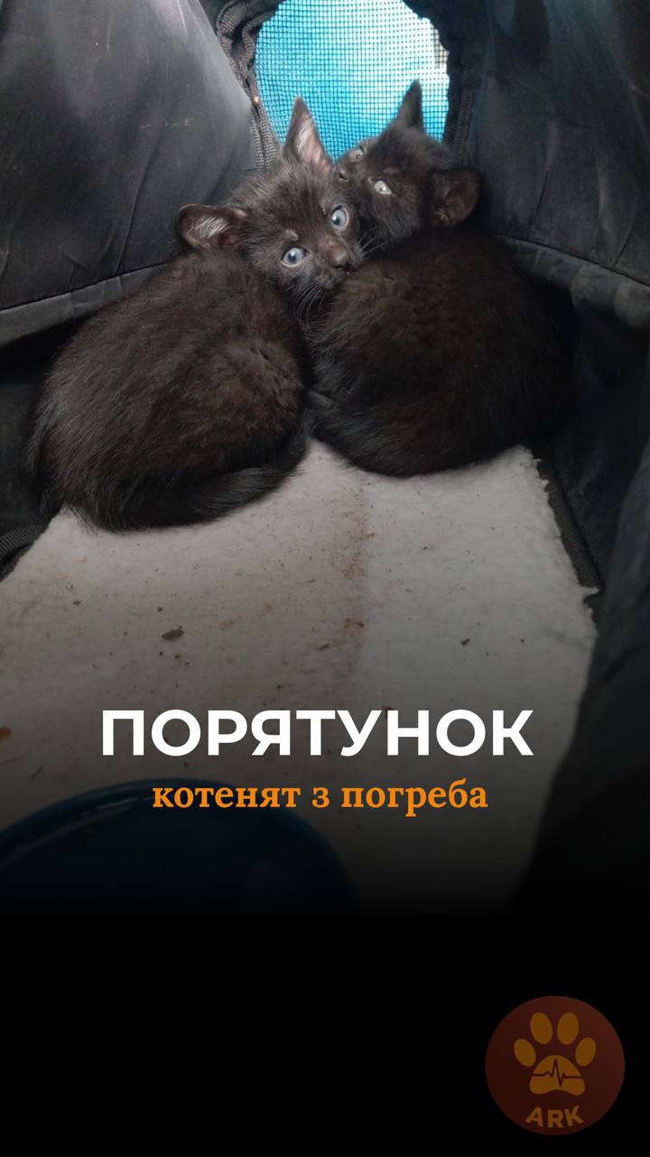 Маленькі кошенята провалилися в погреб і кликали на допомогу (⬇️ENG)
Малюків почув чоловік Олександр, який щодня годує тут дворових котиків і звернувся до нас в ARK за допомогою.
Як раз у цей момент почалася злива, тому ми намагалися якнайшвидше дістати малечу.
Ми відкрили погреб за допомогою болгарки. Нас зустріли двоє кошенят своїм нявкотом. Вони буквально витягли свій щасливий квиток.
Малюків забрала на перетримку сусідка Олександра і зараз займається їх прилаштуванням.
Погреб після порятунку щільно закрили, щоб більше ніхто з тварин не постраждав.
Хай Життя переможе все!
Зробити донат можна за посиланням у біо чи в коментарях 👉
**Tiny kittens fell into a cellar and cried out for help.**
The little ones were heard by Oleksandr, a man who feeds the local stray cats every day. He reached out to us at ARK for help.
Just as this happened, a heavy rainstorm began, so we did everything we could to rescue the kittens as quickly as possible.
Using an angle grinder, we managed to open the cellar. Inside, we were greeted by the meows of two tiny kittens. They had truly drawn a lucky ticket that day.
The kittens were taken in by Oleksandr’s neighbor, who is now fostering them and helping them find loving homes.
After the rescue, the cellar was securely sealed to make sure no other animals could get trapped or injured there.
May Life overcome everything!
You can support our work by making a donation through the link in our bio or in the comments 👉