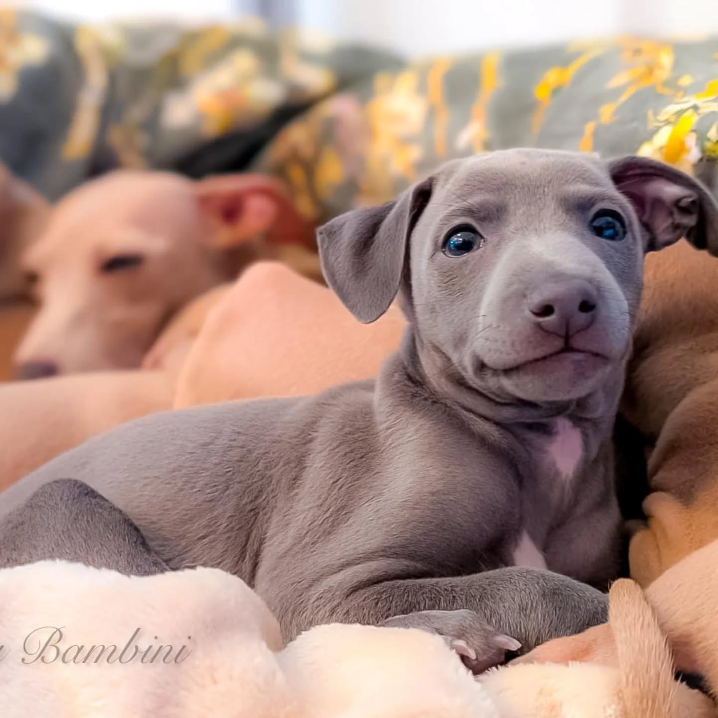 Calvin 🐾
C Wurf
Emmy & Duke
https://italiangreyhound.breedarchive.com/animal/view/calvin-bella-bambini-6f1555ce-7360-40d5-99b2-c08c675ff1a2