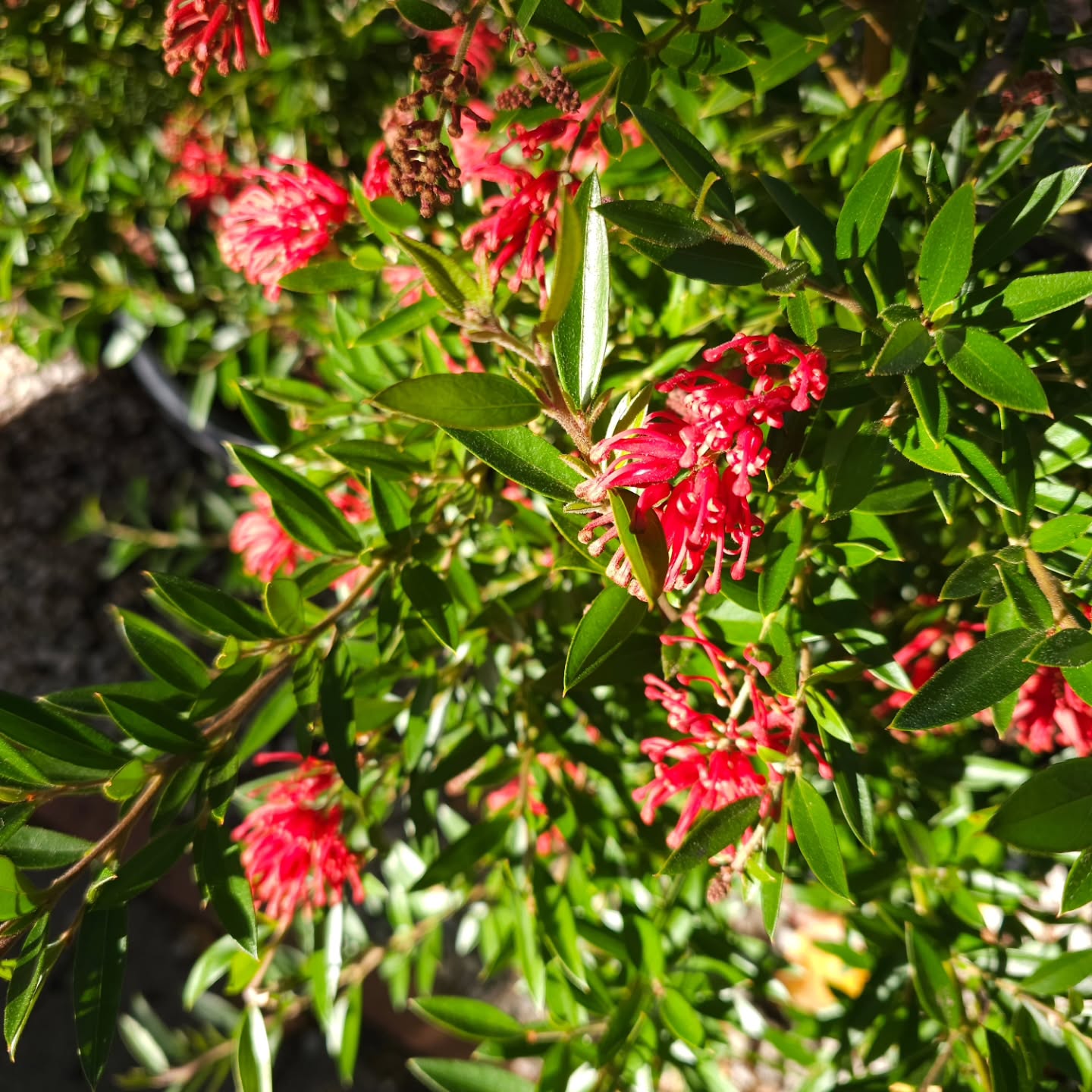 Winter Trading Hours have commenced. So we are opening a bit shorter hours on the weekends for the winter months of June July and August.
Mon to Fri 8.30am to 4.30pm
Sat and Sun 10am to 4pm
Mon 8th June (Kings Birthday Public Holiday) 10am to 4pm
These beautiful advanced Grevillea Lady O' have come in bursting with flowers and buds. They are in 330mm pots and about 1m tall.
#canberrawinter #wintertrading #grevillealadyo
#lovethynative