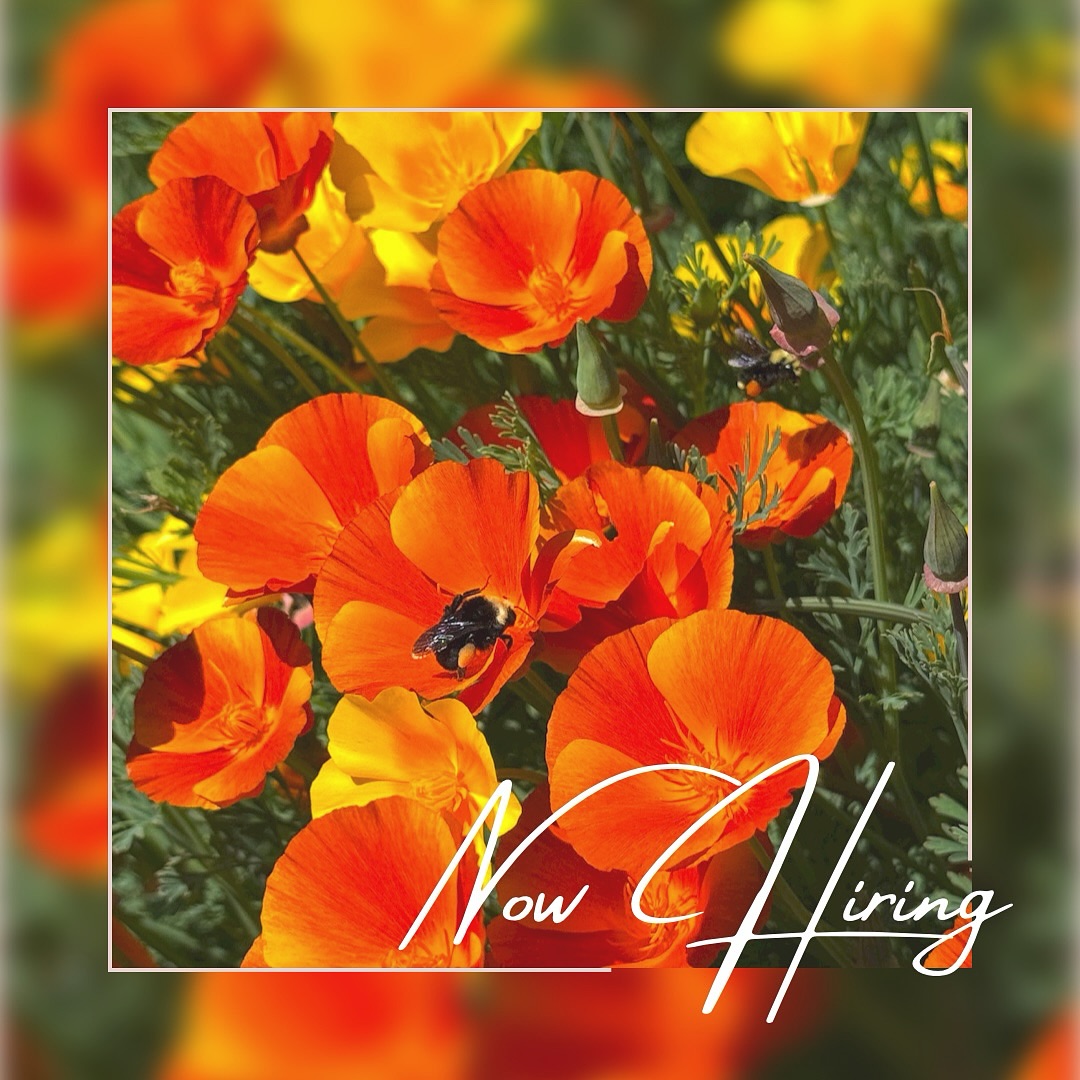 Help shape the future of a beloved Mendocino Coast institution! The Mendocino Coast Botanical Gardens is seeking a Director of Operations to join our leadership team. This key role oversees business and administrative operations, including budgeting, retail operations, contracts, human resources, and revenue-generating initiatives. Working closely with the Executive Director, the Director of Operations helps guide long-range planning while ensuring the Gardens thrive day-to-day.
If you are a collaborative and strategic leader looking to make a lasting impact on the Mendocino Coast, we encourage you to apply.
đ View the full job description and application instructions: gardenbythesea.org/jobs