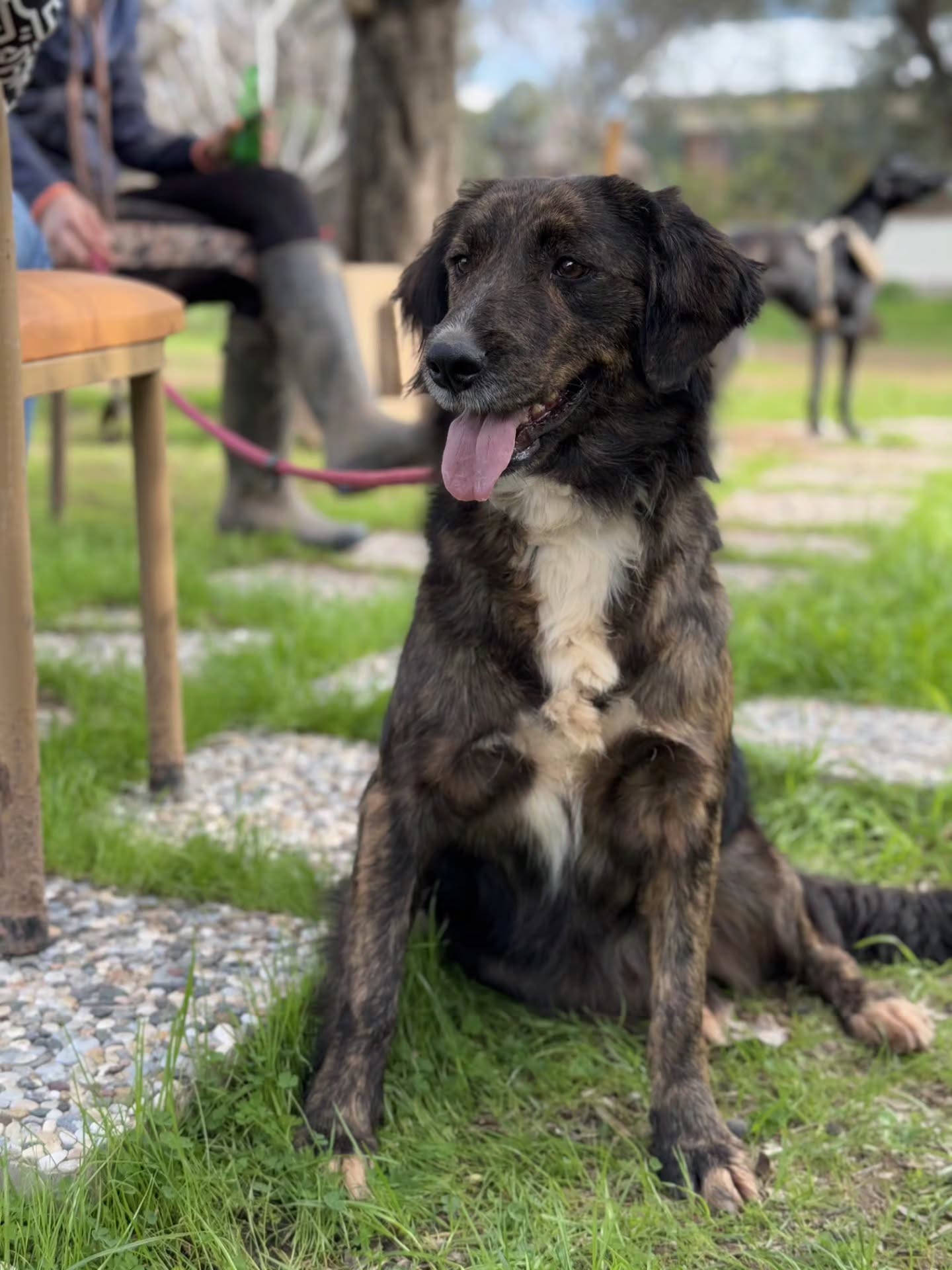 Gorgeous Kali is one of our longest waiting dogs, and we really don't understand why! This beautiful girl has so much love to give ❤️
Find out more about Kali on our website: www.melezdogrescue.com/kali