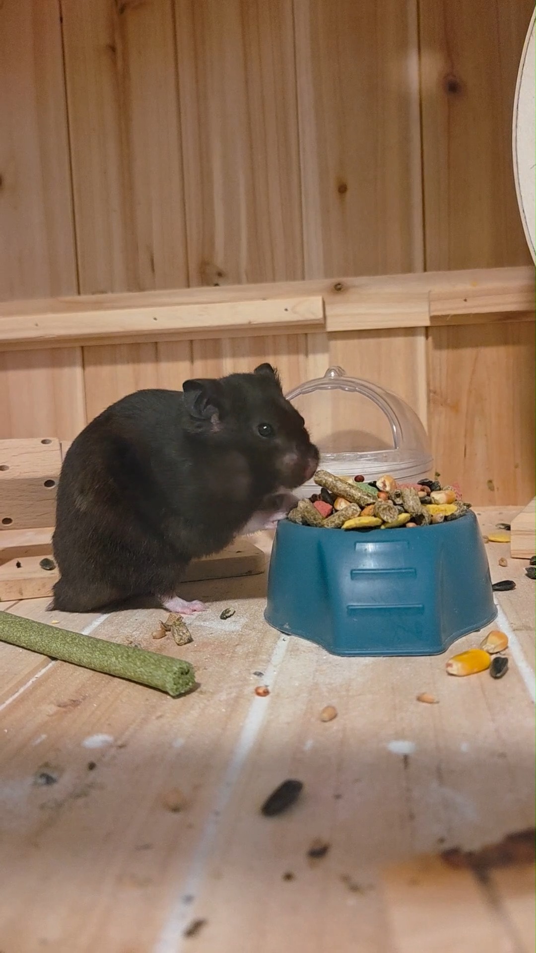 Smokey's munchin' and crunchin'! 🐹
Need some help exercising your dog🐶, or do you have a pet that needs to be checked in on, let outside, or fed 🐰? Give us a call, email or message to schedule a meet and greet today! 🐱
.
.
.
#montana #missoula #canine #dogwalker #montanagram #missouladogs #missoulapets #missoulacats #dogsofmissoula #catsofmissoula #dogsofinstagram #dogsofinsta #dogsofinstaworld #catsofinstagram #catsofinsta #puppies #optoutside #allaroundadventures #newadventure #chickens #fish #reptiles #horses