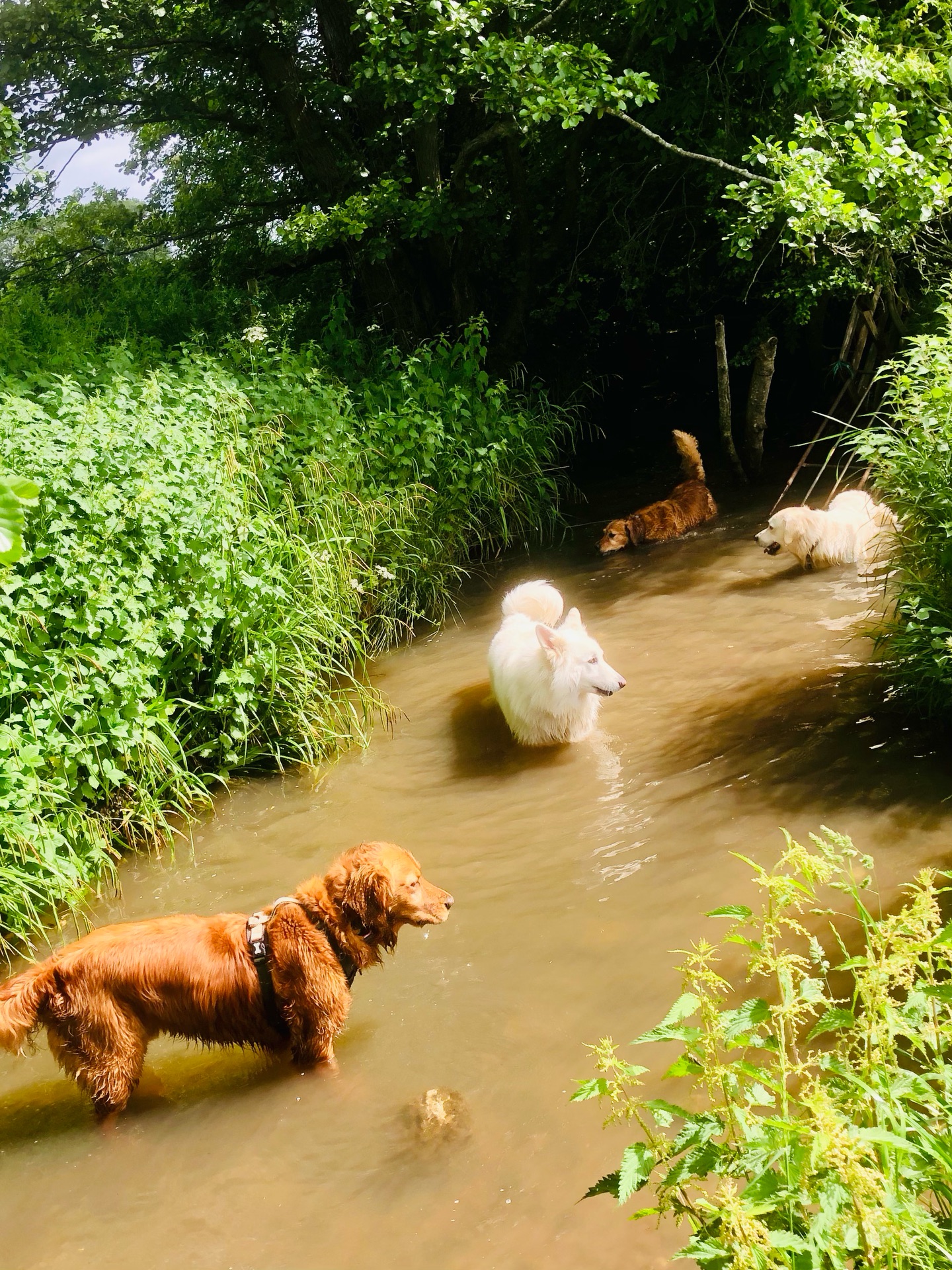 ❤️🐾
If your dog would like to have a walk with us then contact us at www.ardendogwalking.co.uk and check out our half-day experience.
#ullenhall #tanworthinarden #hockleyheath #henleyinarden #dog