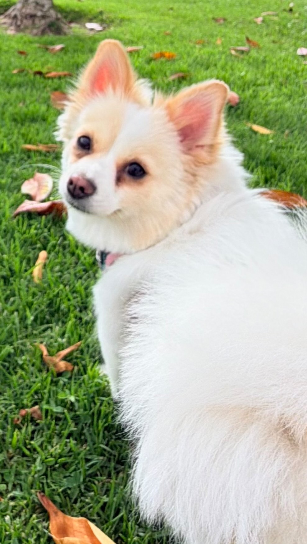 Our adorable little Fendi is back in our Rescue & ready for a Meet n Greet! She will be with us at this Saturday's Adoption Event at @cardiff_farmers_market from 10am-2pm
Fendi is a 1.5 year old Pomeranian. She loves to play & get cuddles. She is tiny, sweet and loving. She is silly, adventurous and treat motivated. She is potty trained and leash trained.
She gets along great with children and with other dogs (when she was fostered for months in our Rescue w/ many other dogs while being medically vetted) although in the home she was adopted into, unfortunately her new fur sister and Fendi did not get along, which is why she is back with us.
Please fill out a Meet n Greet Application at: www.almarescue.org or come see our adorable girl at our Adoption Event this Saturday! 🩷
#adoptdontshop #rescuedisourfavoritebreed #tinydogsrock #pomeranian_lovers #almarescue
