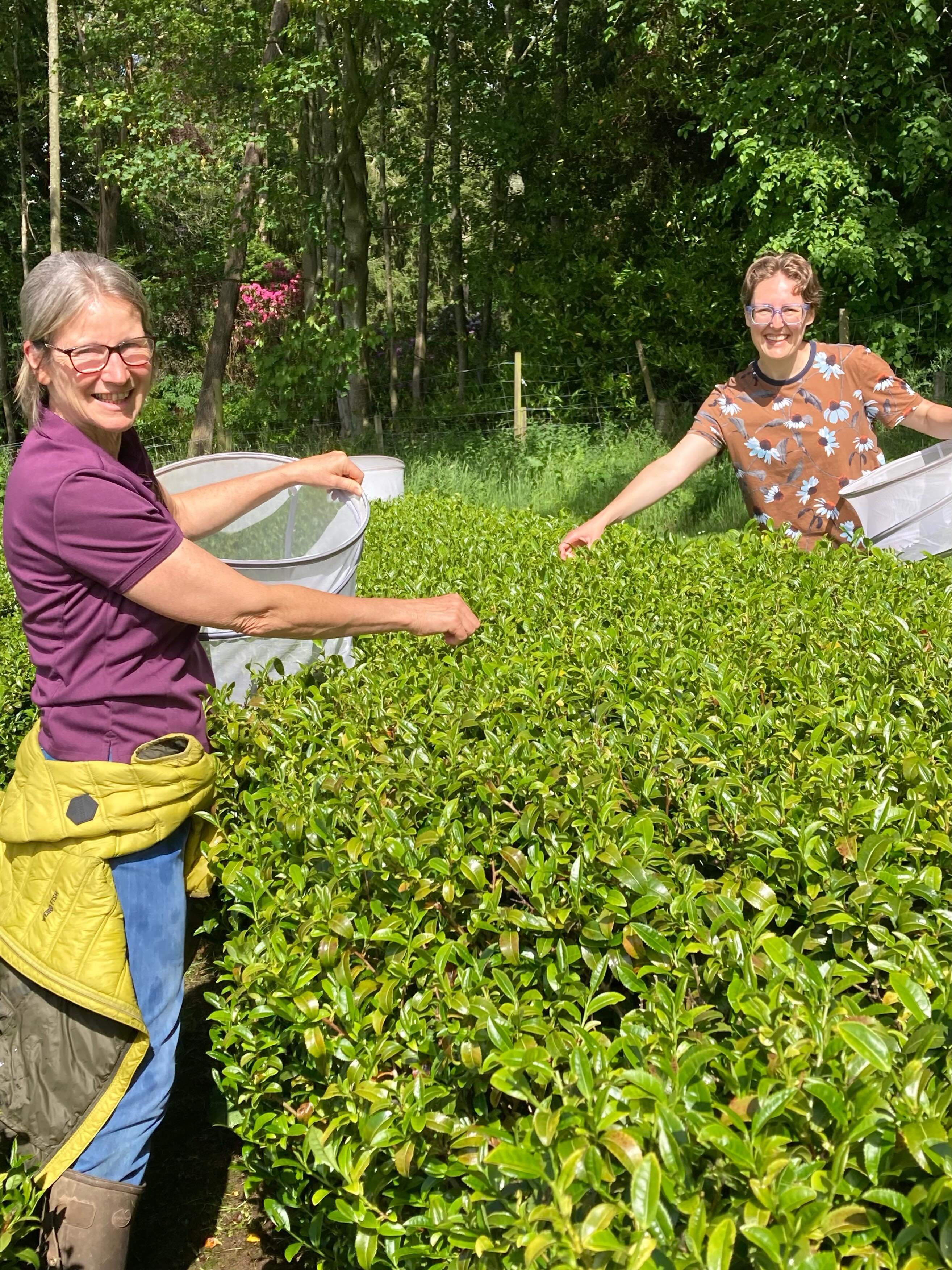 The cavalry arrived! Followed by dramatic skies, thunder and biblical rain which the tea plants will love! Thank you @celiaceae for surviving a long day! There were three batches of different teas plucked. The first photo was us plucking for our Kinnettles Gold black tea, the second was leaf for our combined tea Five Gold rings which yesterday @kinnordyteagarden contributed to. The larger leaf in the foreground of the final picture showing the withering troughs is from Kinnordy and Kinnettles polytunnels where evidently the tea plants are having a good time of it!
🌱
🌱
🌱
@pekoetea_edinburgh
#kinnettlesgoldtea #artisantea #teaculture #scottishfoodanddrink #fivegoldrings