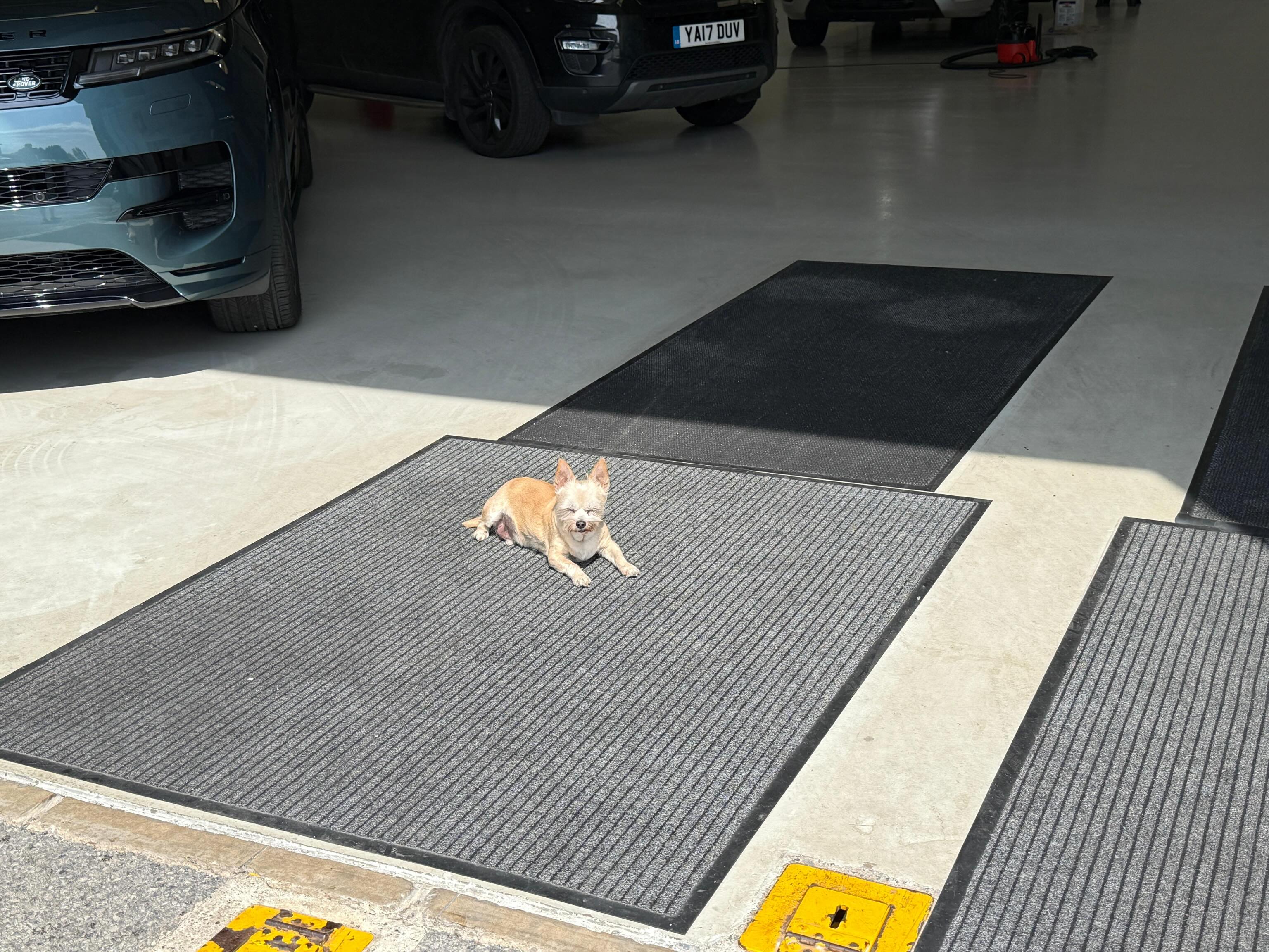 Mylo is in the holiday mood already, waiting for our customers to collect their Staycation Motorhomes ahead of the weekend!
Wherever the road takes you (and your four-legged friends), we hope that you have an amazing time...
Book now via the link in our bio 🛣️🐾