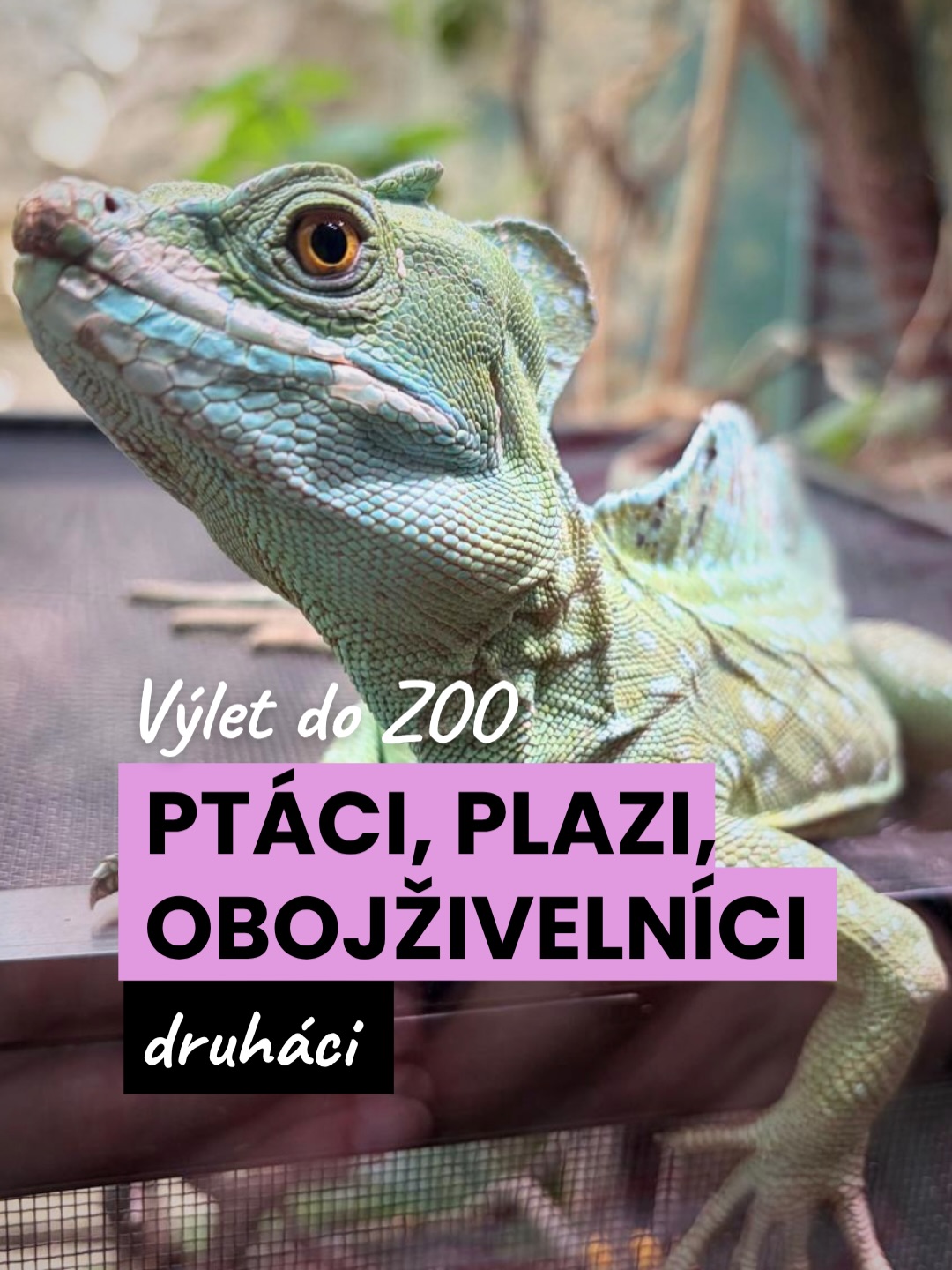 Během maturit jsme vytáhli naše druháky na výlet do ZOO, kde proběhla i komentovaná prohlídka! 🦅
Navštívili jsme pavilony ptáků, plazů a obojživelníků 🐍
#zoo #vylet #druhaci #gymnazium #itg