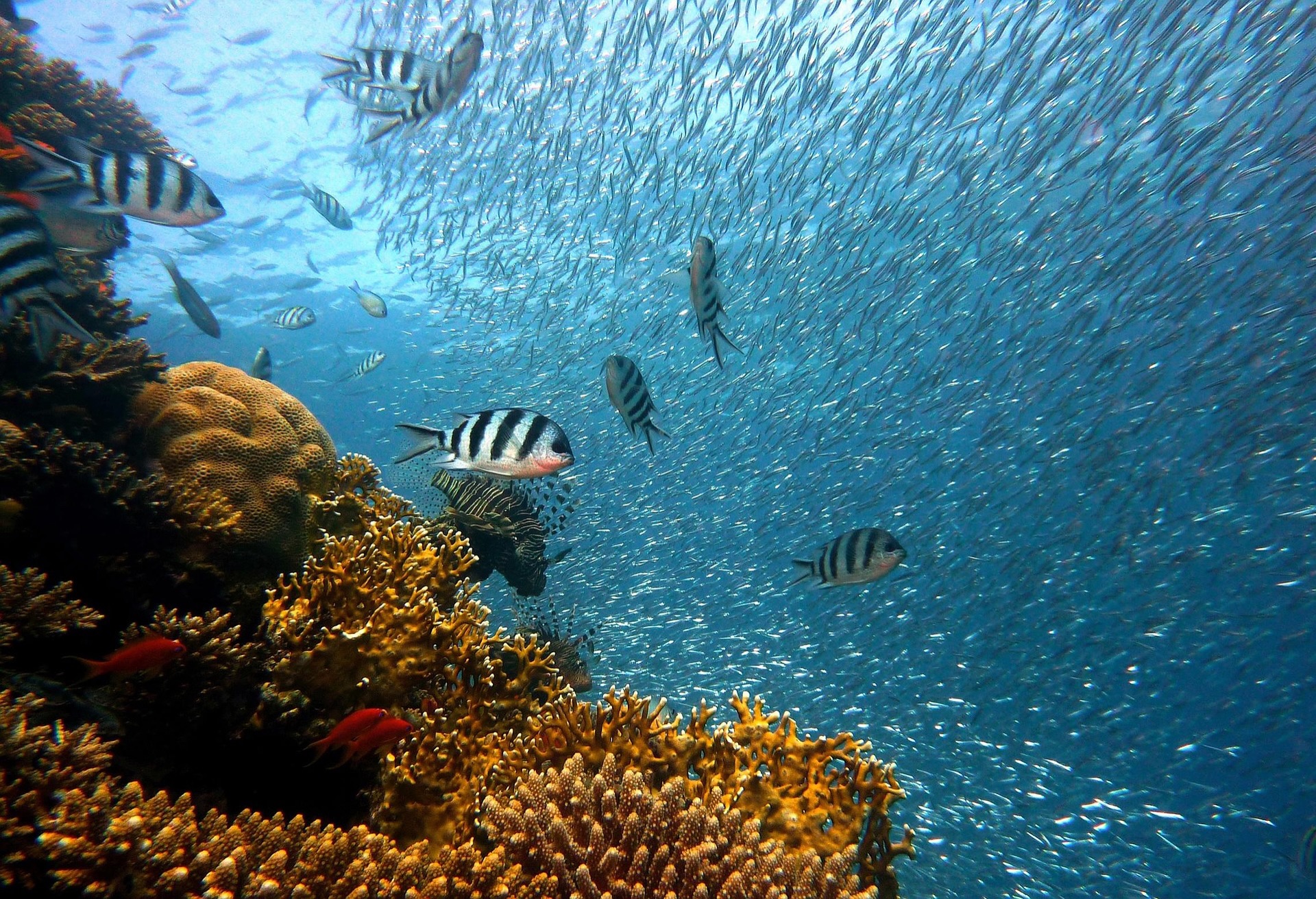 Happy World Reef Day to everyone in the water, in the lab, and in the field!
Coral reefs cover less than 1% of the ocean floor yet support at least 25% of all marine life AND communities around the world depend on them for food, livelihoods, and coastal protection. That’s worth restoring 💪
To the global restoration community: your work matters every single day, not just today. Together we are building community while rebuilding reefs.
#worldreefday #coralreefs #coralrestoration
