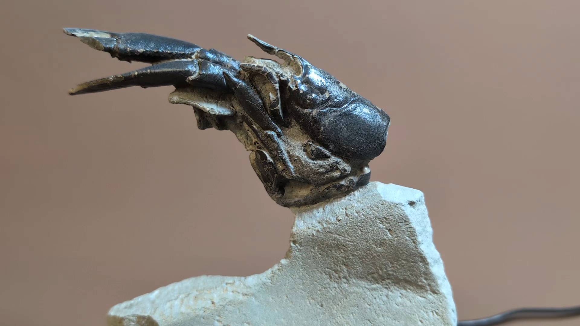 Something a bit different. Just finished preparing a Cretaceous lobster called Hoploparia longimana. They have one long pincered claw and one wider shorter one. I guess one for desert and one for the main course in cutlery terms! This example measures 15 cm across but unfurled it would have been longer.
British Upper Greensand, Lower Cretaceous Dorset, UK
#lobster #fossils #ancienthistory #jurrasic #claws