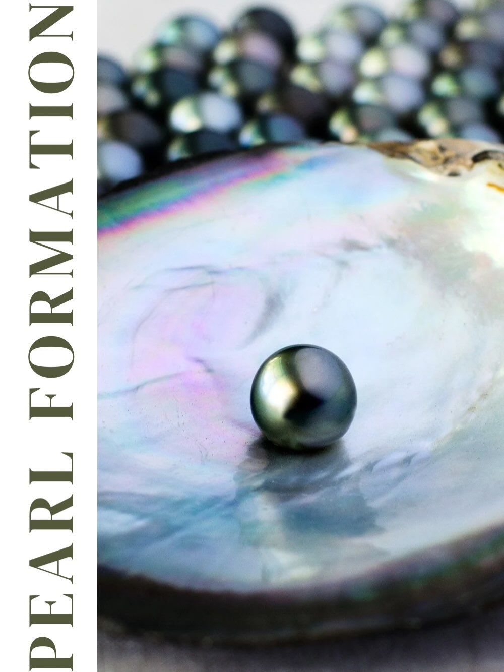 June is for pearls so I’m highlighting this mesmerizing gem this month. I’ve always been captivated by pearls. Their journey from a living mollusk to a luminous gem is unlike any other gemstone in the world. They are not mined; pearls are created by living creatures! No two pearls are ever exactly alike, which makes each one feel like a tiny work of art created by nature.
✨
I’m excited to share some of my favorite facts about how pearls form and the fascinating mollusks that bring these treasures to light in my new blog post. Head to www.mejiajewelry.com/blog to read it!
✨
Swipe to see some of my favorite pearls to work with. Which are your favorite?
.
.
.
.
.
#mejiajewelry #pearlbirrhstone #pearllove #custompearljewelry #longislandjewelry