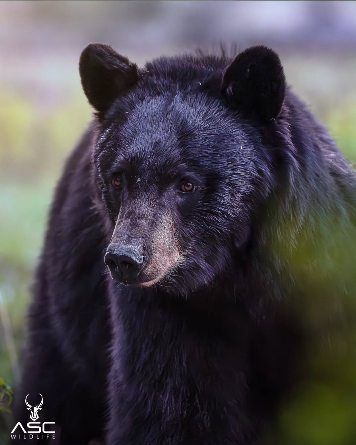 This curious bear walked right up to me, at almost dark, and gave me a few good stares. Glad she stayed still long enough for the low shutter speed.
Photography by @ascwildlife
.
.
.
#wildlifephotography #blackbear #yellowstone