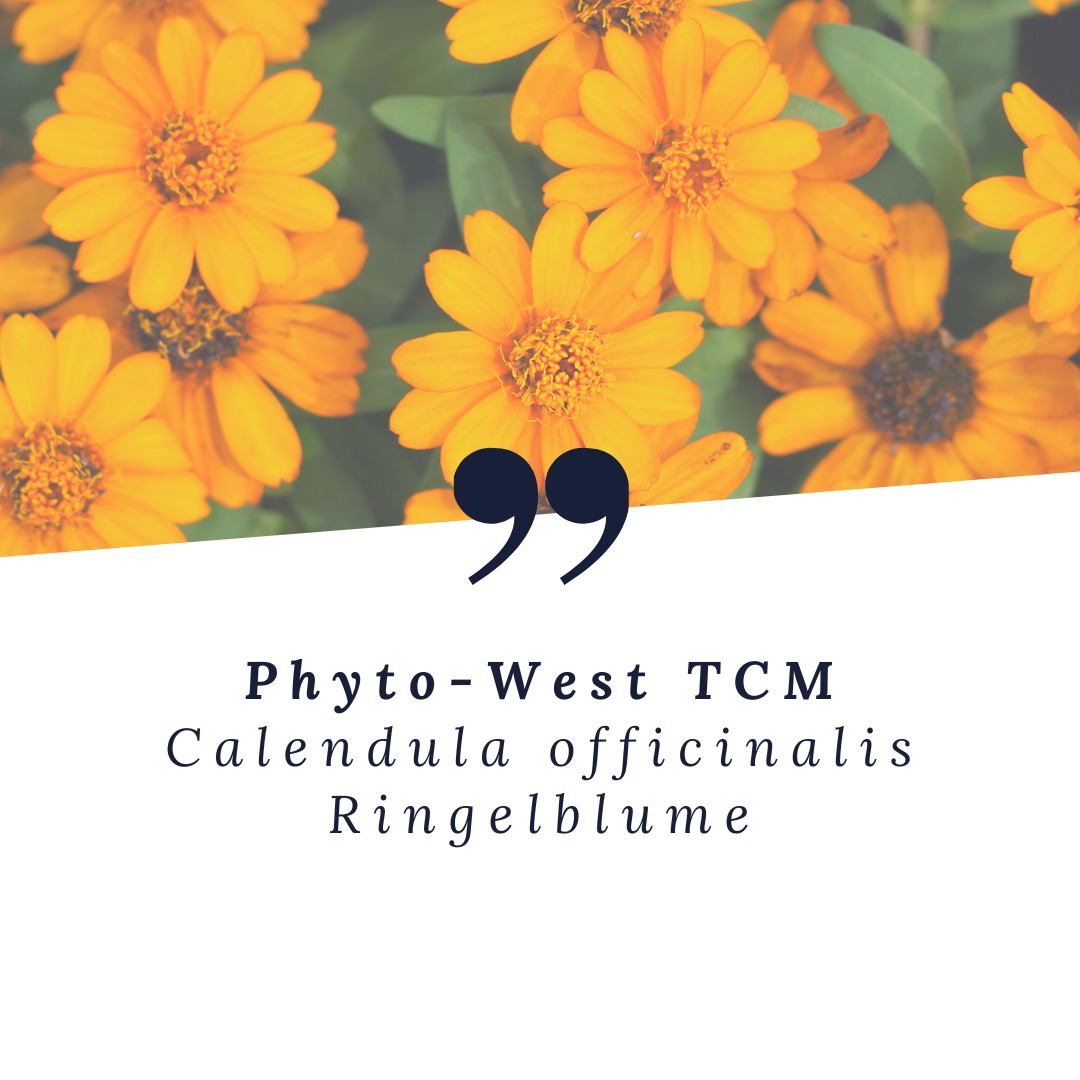 🌼Calendula officinalis – Mehr als nur eine Ringelblume 🌼
Viele kennen die Ringelblume aus Salben für kleine Wunden oder gereizte Haut.
Doch hinter den leuchtend orange-gelben Blüten verbirgt sich eine Heilpflanze mit einer langen Tradition und einer besonderen Ausstrahlung.
🌿 Woher kommt die Ringelblume?
Die Ringelblume (Calendula officinalis) stammt ursprünglich aus dem Mittelmeerraum und zählt heute zu den beliebtesten Heilpflanzen Europas.
🌿 Wirkung in der Phytotherapie
Traditionell wird Calendula bei gereizter Haut, kleinen Wunden sowie Entzündungen von Haut und Schleimhäuten eingesetzt. Sie wirkt entzündungshemmend, wundheilungsfördernd und unterstützt die natürliche Regeneration des Gewebes.
🌿 Der psychische Aspekt
Die strahlenden Blüten erinnern an die Kraft der Sonne. In der traditionellen Pflanzenheilkunde steht die Ringelblume für Wärme, Schutz und Erneuerung. Sie begleitet Menschen dabei, nach belastenden Zeiten wieder Vertrauen, Zuversicht und Lebensfreude zu entwickeln.
Sie erinnert uns daran, dass Heilung Zeit braucht und dass auch kleine Schritte wertvoll sind.
🌿 Calendula aus Sicht der TCM
Obwohl die Ringelblume keine klassische TCM-Arznei ist, lässt sie sich energetisch gut einordnen:
• leicht kühl bis neutral
• leicht bitter und süss
• klärt Hitze und Toxine
• bewegt Blut und unterstützt die Geweberegeneration
Energetisch passt sie besonders zu Hautentzündungen, Schleimhautreizungen und lokalen Hitze-Zuständen.
✨ Die Ringelblume zeigt uns, dass wahre Heilung nicht nur die Haut betrifft, sondern auch die Fähigkeit, nach Herausforderungen wieder aufzublühen.
#Ringelblume #heilkraut #CalendulaOfficinalis #Heilpflanzen #Phytotherapie #Pflanzenheilkunde #Naturheilkunde #GanzheitlicheGesundheit #TCM #TraditionelleChinesischeMedizin #Naturheilpraktikerin #Heilpraktikerin #HeilkraftDerNatur #Wundheilung #GesundheitNatürlich #Aarau #Aargau #Schweiz #kräutermedizin