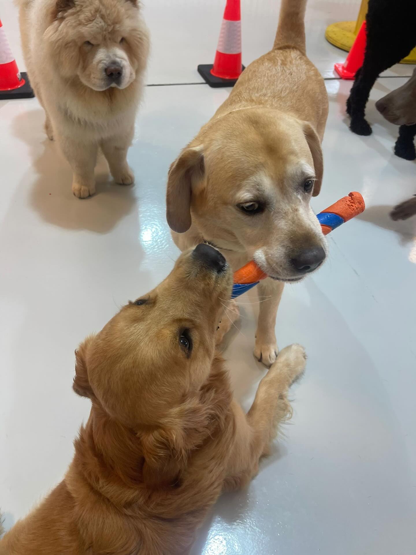 Crazy Thursday π
πΆπΎπ
.
.
.
.
.
.
#dogdaycarefun #dogdaycarelife #doglife #happydogs #goofygoof