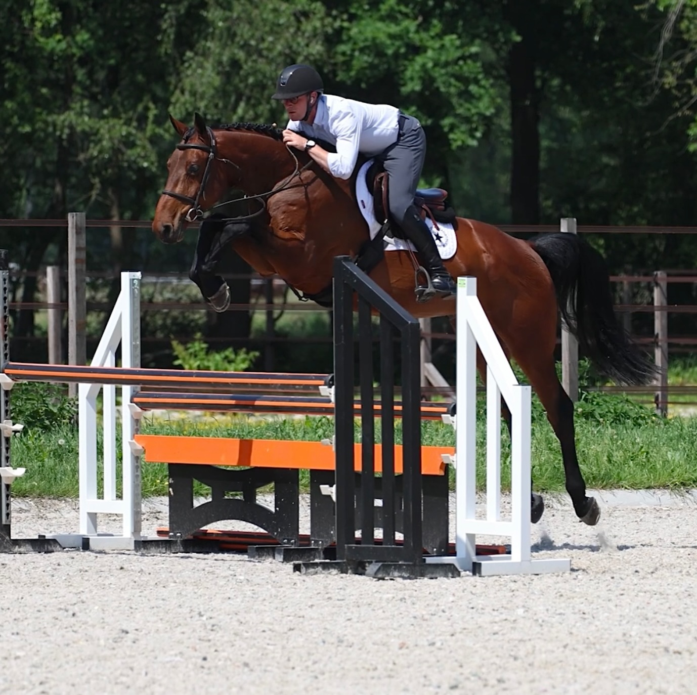 ! Great opportunity for a pro or talented rider to purchase a GP prospect or scopiest Hunter, for a super price!
16.3h 5yo gelding x Chacoon Blue x Cristo. ALL the scope. Jumps a 10/10 every time, is careful, smart and super brave. Can jump all the big sticks in the future in either ring. He has genuine scope, and actually very much wants to please. Handsome, flashy, ideal for a pro or a talented rider to develop as a GP prospect or as a Hunter.
The disclaimer is only that this horse is very green, and has some blood. If someone wanted to make him a Hunter, they would need patience and some prep. Namely, a decent amount of longeing beforehand.
He was saddle broken some months ago only and coursing albeit not very straight in a line, has his lead changes, has jumped some decent sized jumps at home, and sincerely has a good brain and a good vet check. Will pass a PPE.
The blood for us is not a problem at all, but the time is. He requires more months of development, training, etc, and we need to make room in the barn for new horses and homebreds. NO naughty behaviour and correct to handle as well. No stopping; no rearing, no spinning; no spooking, none of that.
Long story short, he’s currently well priced for his talent, and we will also take a reasonable offer!
Loads of video available on him and whatever info you’d like! Send a message.