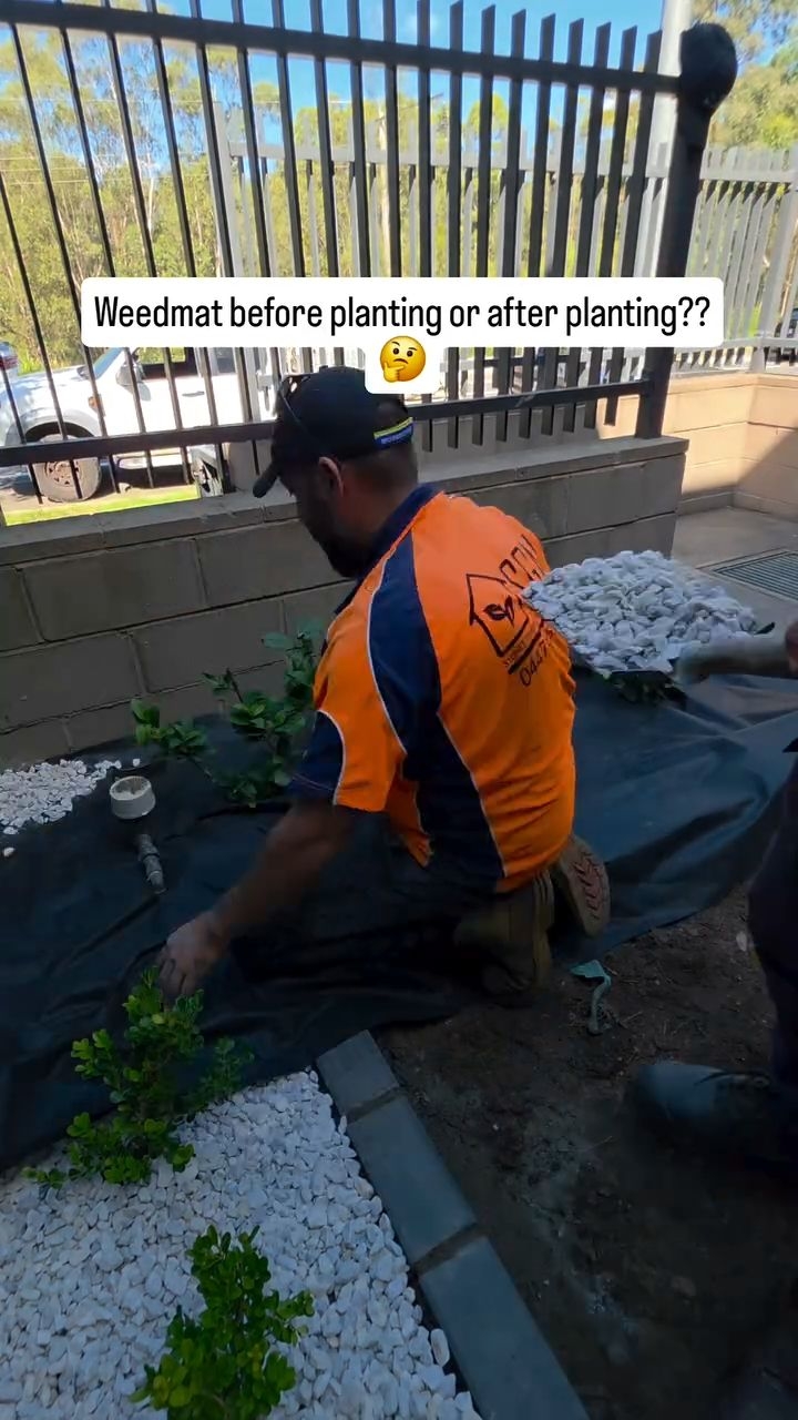 Everyone says lay before… but I do it AFTER planting! 🤷♂️
Pros: fits perfectly around each plant, no worrying about marking positions.
Cons: a bit more cutting involved.
Does anyone else prefer this method? Let me know! 🌱
#planting #beforeandafter #fyp #australia #gardening