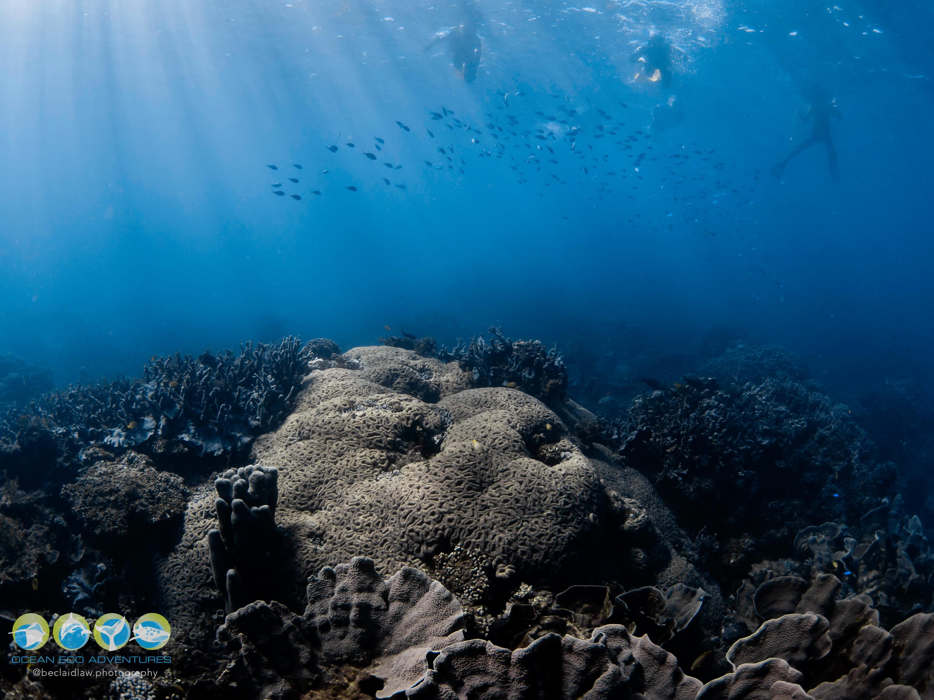 Not all of Coral Bay’s magic is found in the big encounters. ✨
From intricate coral formations to thriving reef ecosystems, every corner of Ningaloo tells a story beneath the surface. 💙🌊
A little reminder to slow down and appreciate the details.
Photos @beclaidlaw.photography
#coralbayexclusive #ningalooreef #coralbay #livinganimal #coralreef