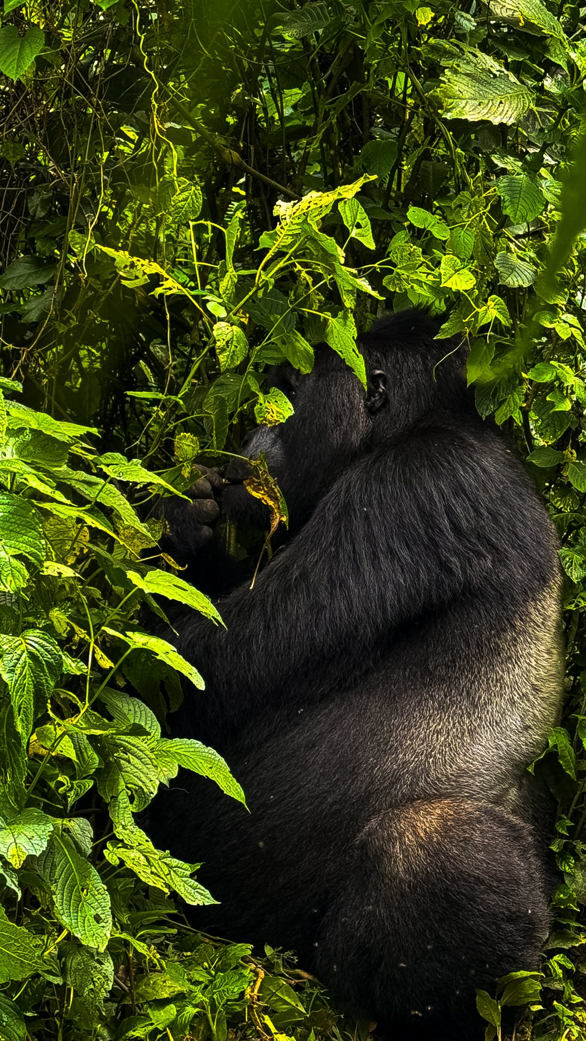 An experience the guests will never forget! Gorillas in Bwindi 🇺🇬🦍
#gorillatrek #uganda #motorcycletour
📸 - Credit to @kdh__adventures