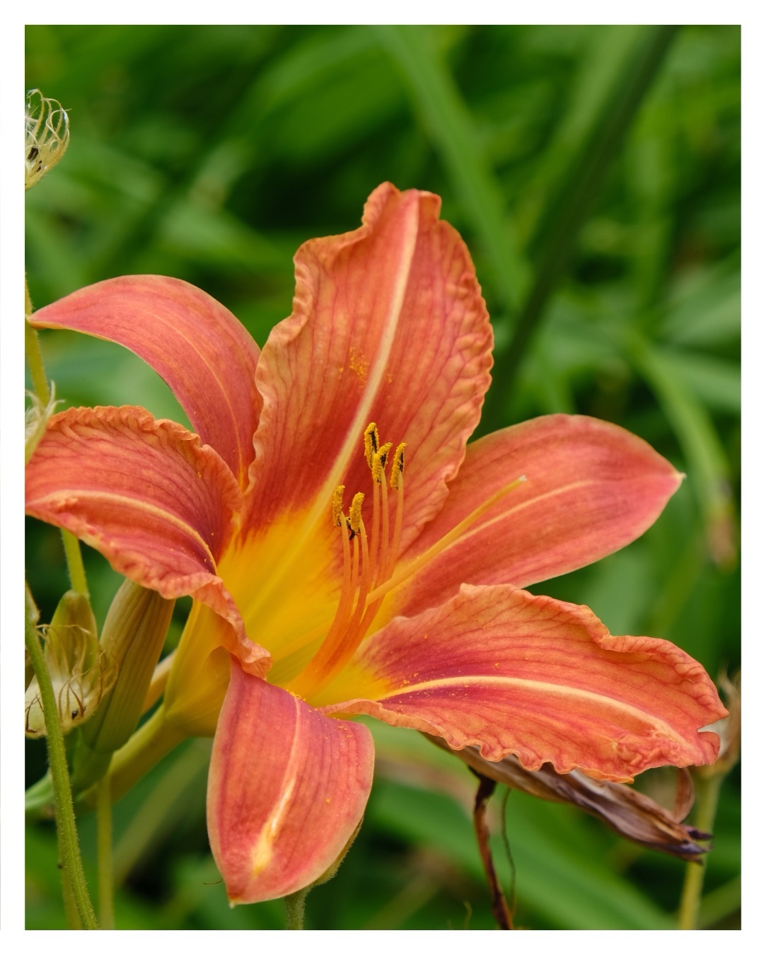 An orange day lily from @cubotanicgarden 🌺✨
I liked how bright and vivid the lily was was with the colour gradient from orange to yellow!! 💛🧡
Camera: Fuji X-T30
Location: Cambridge Botanical Gardens
#flowers #naturewalk #naturephotography #disabledphotographer #norfolk