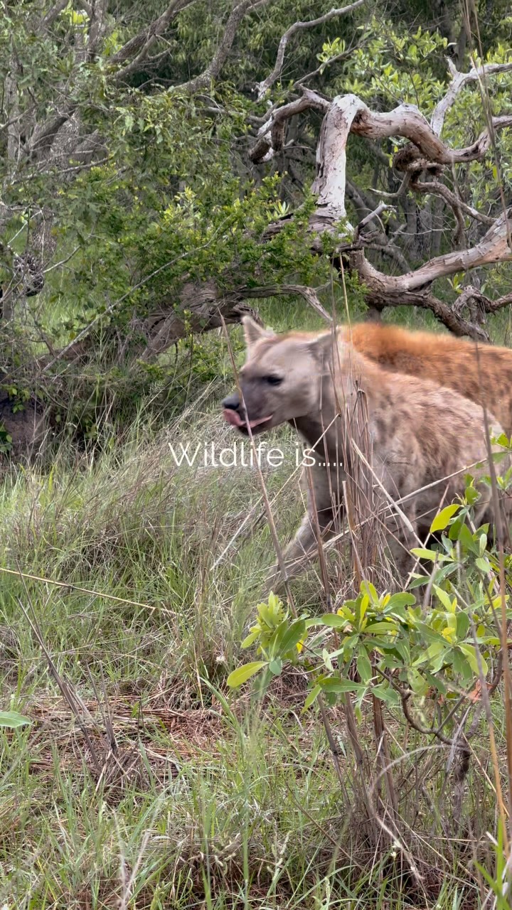 There really is no word for it except magic ✨
Every single animal. Every single moment. Completely unscripted, completely wild.
Tell us, which one would you most want to see in real life?
Tag someone who needs to experience this. Link in bio to start planning your stay.
Thanks to @vivve._ for the amazing footage.
#safari #africansafari #wildlifeofsa #wildlifesafari #wildlifeofinstagram
krugernationalpark thornybushgamereserve luxurysafari luxurysafarilodge travelsouthafrica southafricasafari big5 conservation thisissouthafrica soulful_moments wildlife