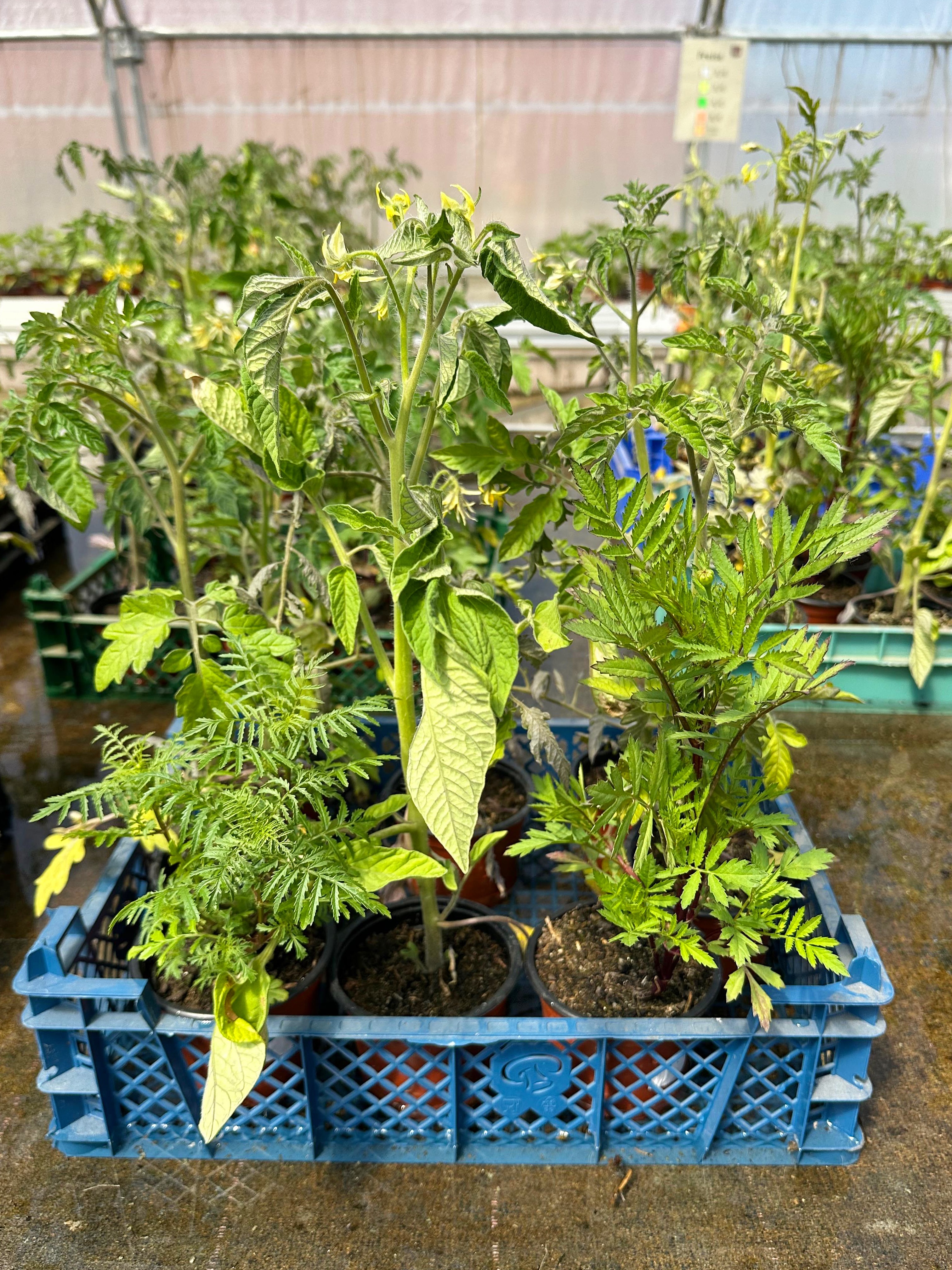 Ab sofort gibt es eine Tomatenbox mit sechs unterschiedlichen Pflanzen sowie zwei Tagetes für
15,00 € im Folientunnel: im Tunnel holen und im Hofladen bezahlen! Tagetes und Tomaten zusammen zu pflanzen ist ein Klassiker der Mischkultur. Die bunten Blüten schützen die Tomaten vor Schädlingen wie der Weißen Fliege und bekämpfen Fadenwürmer im Boden. Bunt, hübsch und sinnvoll. Eine starke Kombi 🍅😊💪