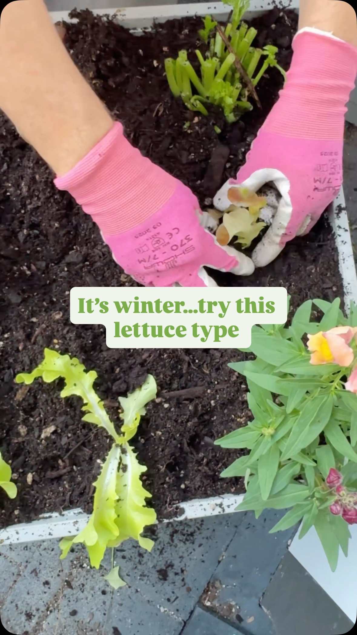 🥬 lettuce opinion: I don’t grow any other lettuce in winter.
Oak leaf all day, every day. It’s hardy & keeps producing through the cold (guys it’s June).
Cos lettuce - You’re welcome back in late August / September when things start warming up, I’ll see ya then.
So if you’ve sucked at lettuce, try oak leaf in the veggie patch.
Planted in: @tuigardenandhome soil
Pot: @wickingbedsnz square planter (it’s self-watering)