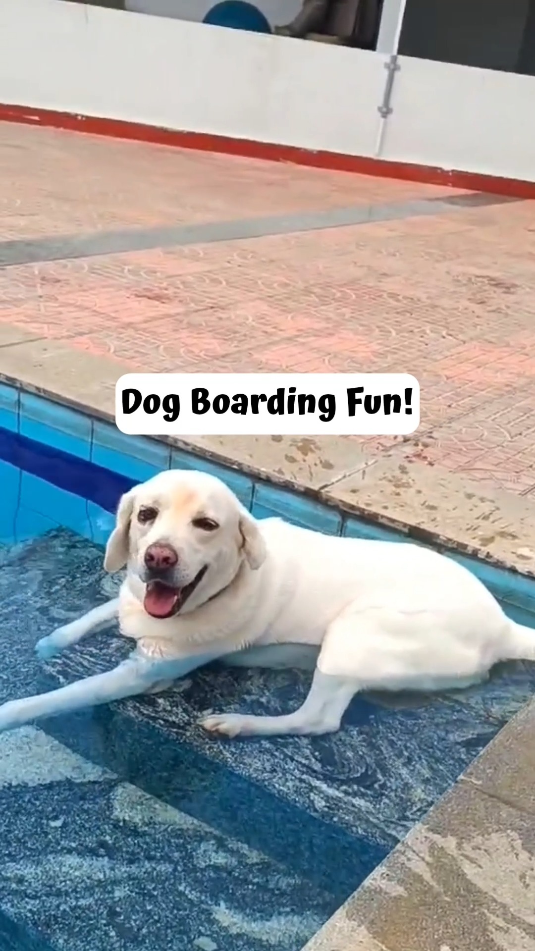 We loved having this cutie over at Cessna Pet Retreat! The look of joy in his face made our day! Pet Boarding becomes all the more fun when pets really enjoy themselves and we love doing that for all furries that stay with us!
Look at him just chilling in the water like he was meant to! :)
📞 Give your pet the boarding experience they deserve — call 76196 34627 to book their stay at Cessna Pet Retreat.
#cessnalifelineveterinaryhospital #cessnalifeline #20yearsofcessnalifeline #cessnapetretreat #petboarding #petvacation #dogboardingindia #petresort #petparentsindia #dogsofindia