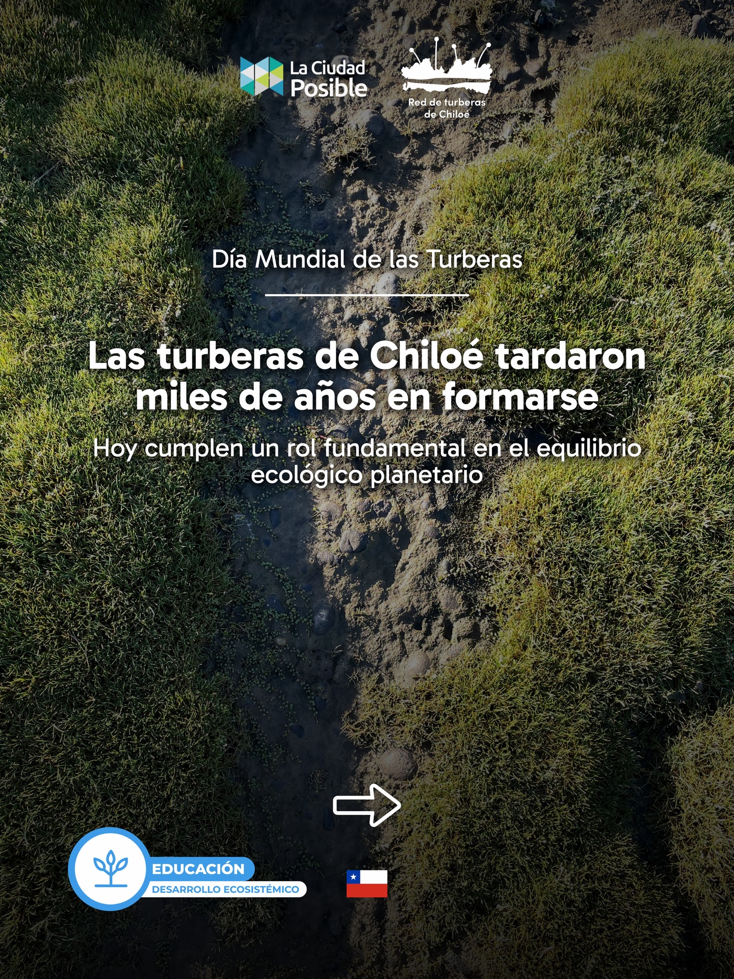 🌱 En el Día Mundial de las Turberas, queremos poner en valor estos ecosistemas únicos que forman parte fundamental del paisaje y la identidad de Chiloé.
Las turberas tardan miles de años en formarse y su regeneración ocurre a un ritmo extremadamente lento. Por lo tanto, comprender su origen y funcionamiento nos ayuda a dimensionar la importancia de protegerlas frente a las amenazas que hoy enfrentan.
Este día es importante para recordar el cuidado de las turberas es también el cuidado de la biodiversidad, los ciclos naturales y el patrimonio ecológico de los territorios donde habitan. 🌎