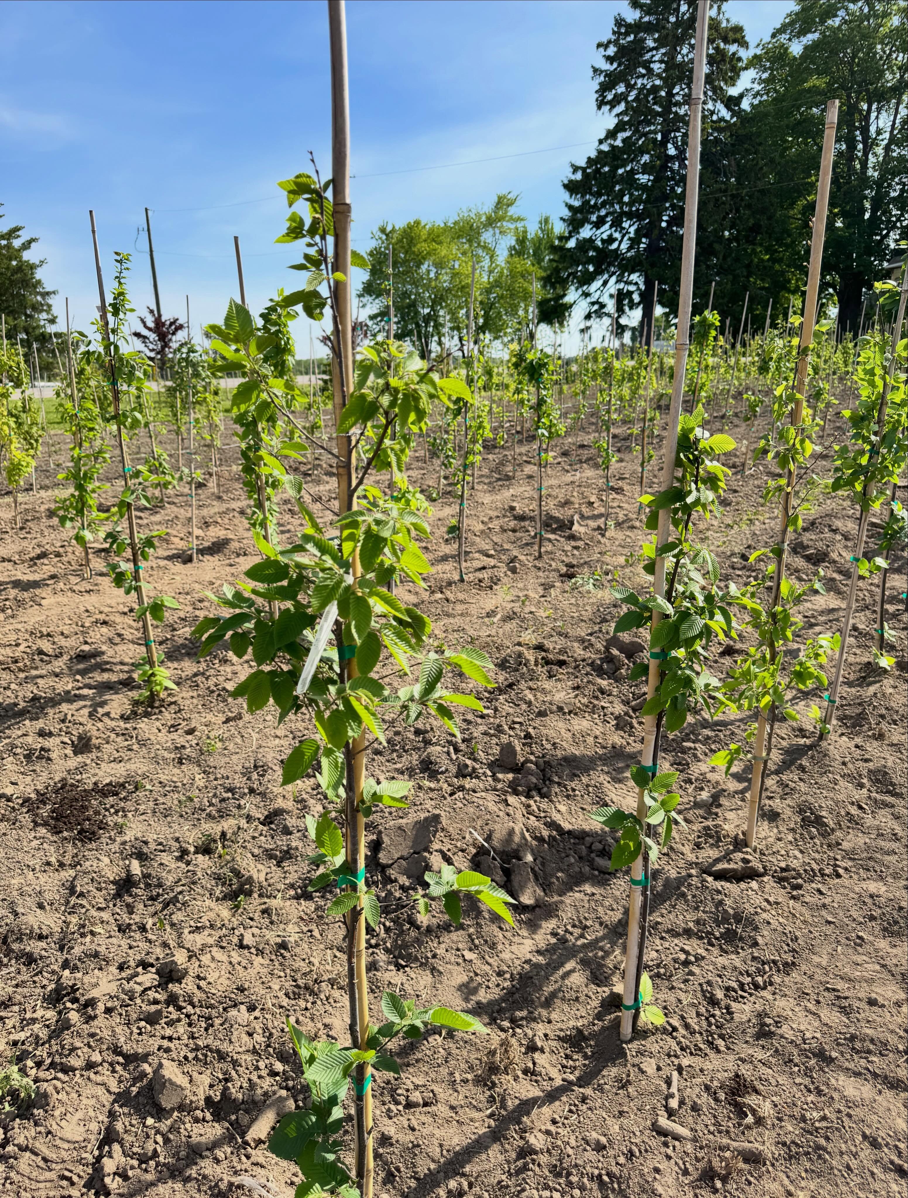 Some of our 2026 spring tree plantings. Growing today for a greener future!
.
.
.
#wholesaletreesandshrubs #floraefarms #sring #gogreen💚 #trees