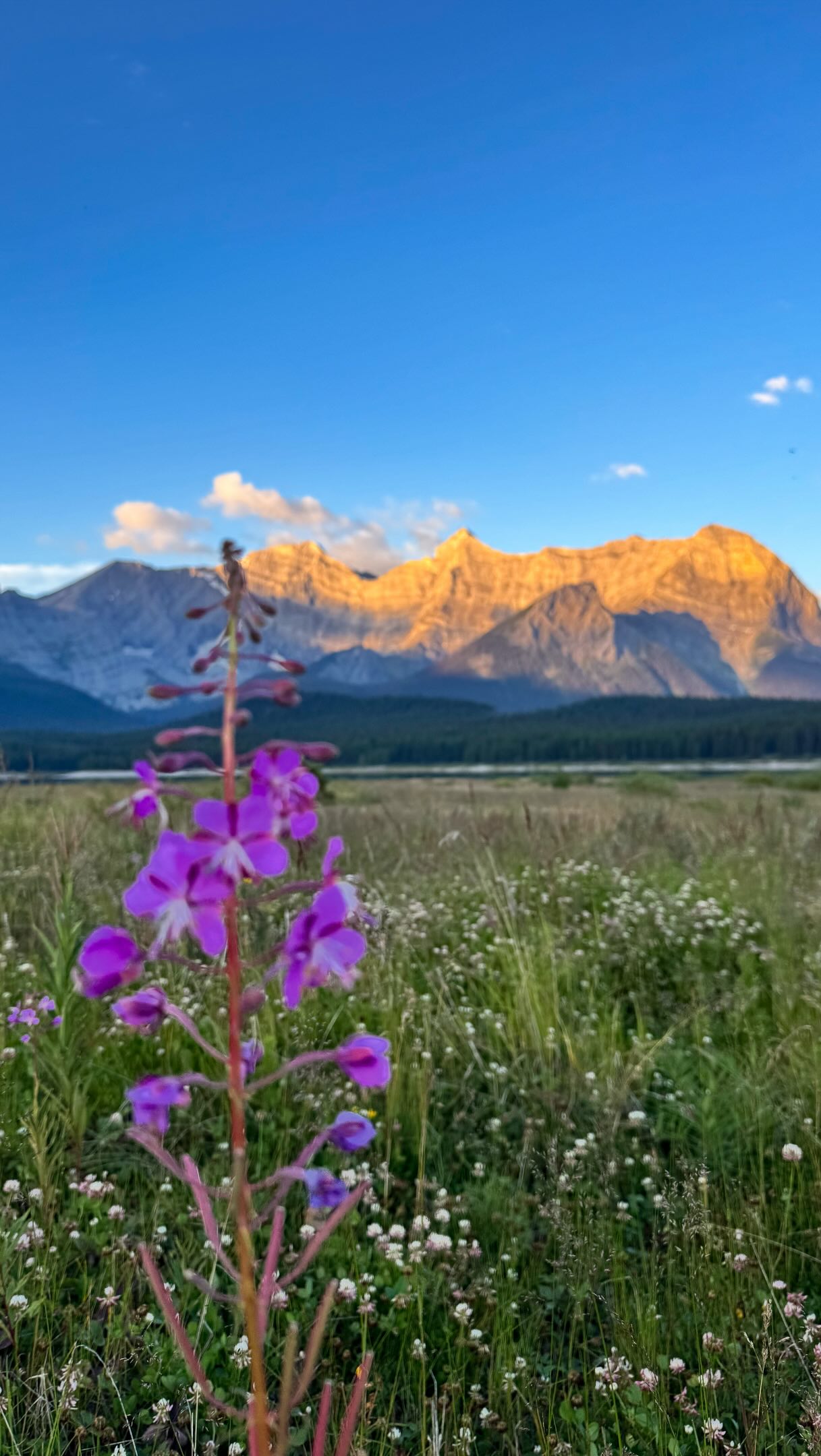 picking one wildflower isn’t as harmless as I thought 👇
A few years ago, someone asked me if I’d ever thought about what would happen if everyone picked “just one.”
And I had to admit: I hadn’t. 👀
So I did my homework, and I thought it was worth sharing with you, especially because wildflower season is just about to burst into full bloom. 🌼
And yeah, I know, one single flower usually isn’t the problem, because nature is very resilient.
But many trails are visited by hundreds, sometimes thousands, of people every season, and if everybody thinks, “I’ll just take one,” wildflowers can get picked before they have the chance to complete their life cycle.
What we don’t see when we take one is that every flower is part of a much bigger ecosystem.
What actually happens:
🌼 Fewer flowers = fewer seeds
🌱 Fewer seeds = fewer plants next year
🐝 Fewer plants = less food for pollinators
🌿 Less pollination = weaker ecosystems
When plant populations decline over time, the effects can ripple through the entire ecosystem.
It happens slowly, so it’s easy to miss.
Some of the most beautiful things in nature aren’t meant to come home with us, but there are so many ways to appreciate wildflowers without picking them:
- take a photo
- learn their name
- watch the pollinators visit them
- or simply enjoy knowing they’ll be there for the next person too 🥰
Feel free to share this post with a fellow outdoor lover or somebody who should learn about this ☺️
_____
#wildflowers #canadiansummer #naturefacts #leavenotrace #outdooradventures