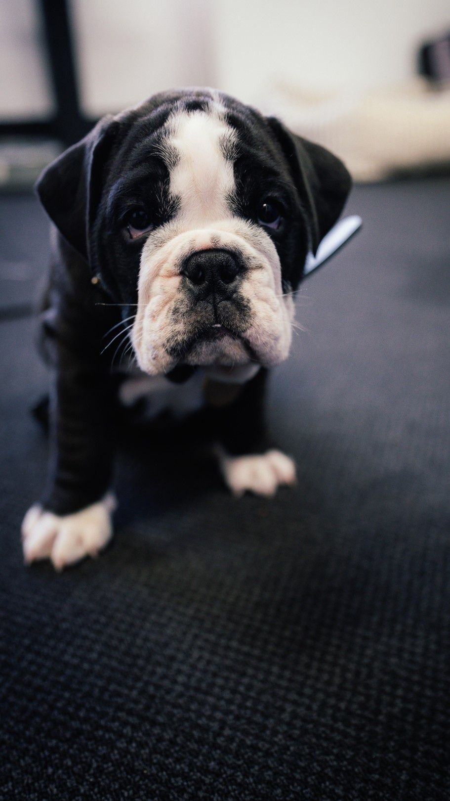 There's been a changing of the guard here at Life Outdoors.
Our Lovely Lois has passed on. She'll be dearly missed.
She's left big paws to fill, but we have high hopes!
Meet our new little cutie, Danny. 💙
