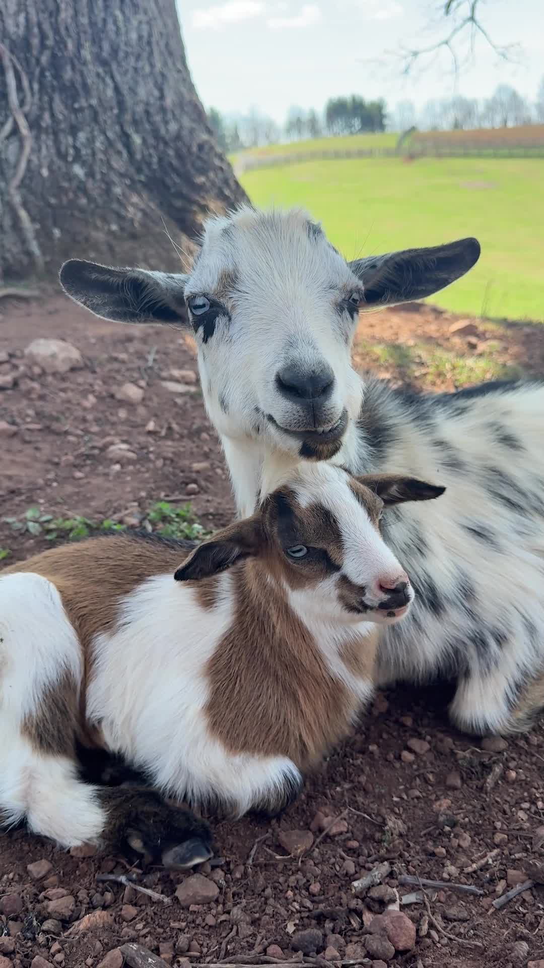 Chillin' like a couple of cool treats—Momma Snickers and her little Reeses soaking up the shade!
ㅤ
#goats #animals #farm #farmlife #farmanimals #homestead