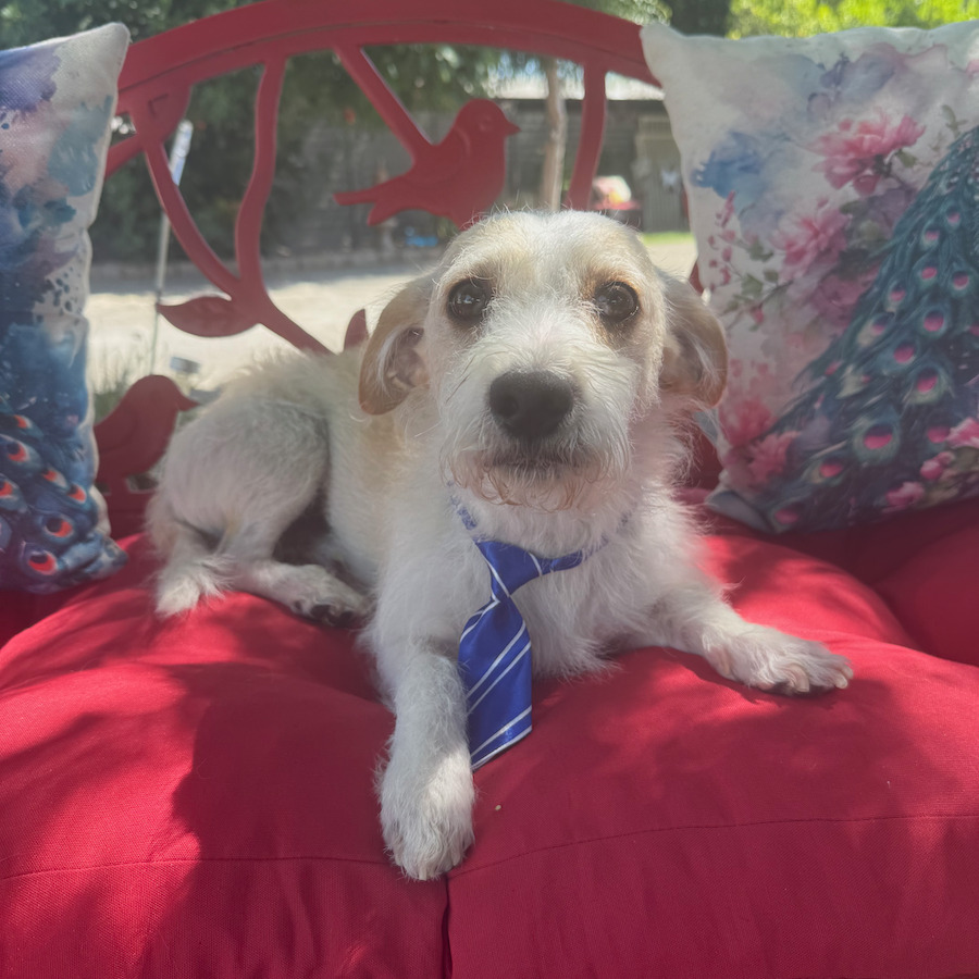 This is Sully. He is the sweetest dog. He is a 2 year old Terrier mix. He is good with other dogs, and is a gentle boy who loves to sit on your lap. He is about 15 lbs. His owner was older and not able to care for him.