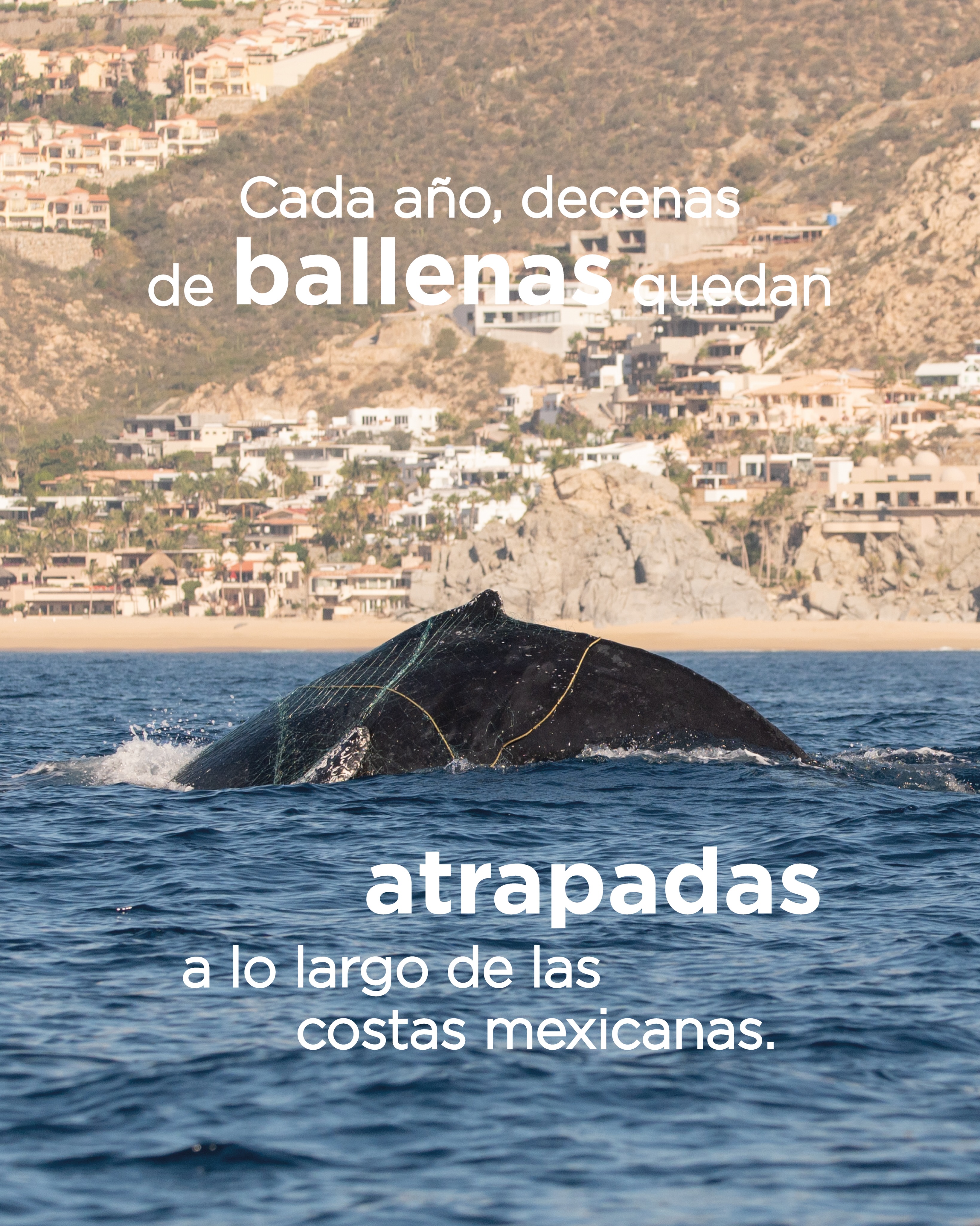 El Día Mundial del Medio Ambiente coincide con el Día Internacional de la Lucha contra la Pesca Ilegal, No Declarada y No Reglamentada. 🌎🎣
Aunque las redes de pesca son una herramienta de trabajo para muchas comunidades, cuando se abandonan o se utilizan fuera de la normativa, pueden convertirse en una amenaza para la vida marina.
🚤 Existen equipos especializados que responden a estos casos como RABEN, que trabaja en la liberación de ballenas enmalladas, una labor que requiere capacitación, equipo y recursos constantes.
Esta temporada, desde Proyecto Cetáceo realizamos una donación para apoyar su trabajo, pero la protección de las ballenas es un esfuerzo colectivo y las donaciones siguen siendo bienvenidas.
🪝 Si observas una ballena enmallada, con cuerdas, redes o algún objeto que parezca estar restringiendo sus movimientos, no intentes intervenir y comunícate al 322 150 08 50.
Infórmate, dona y comparte. ¡Cada acción cuenta!
-
-
-
-
-
ballena jorobada, vida marina, océano, cetáceos, los cabos, avistamiento de ballenas, conservación marina, biología marina, especies marinas, educación ambiental, Los Cabos 2026, turismo México, ballenas en México, ecotours, tours responsables